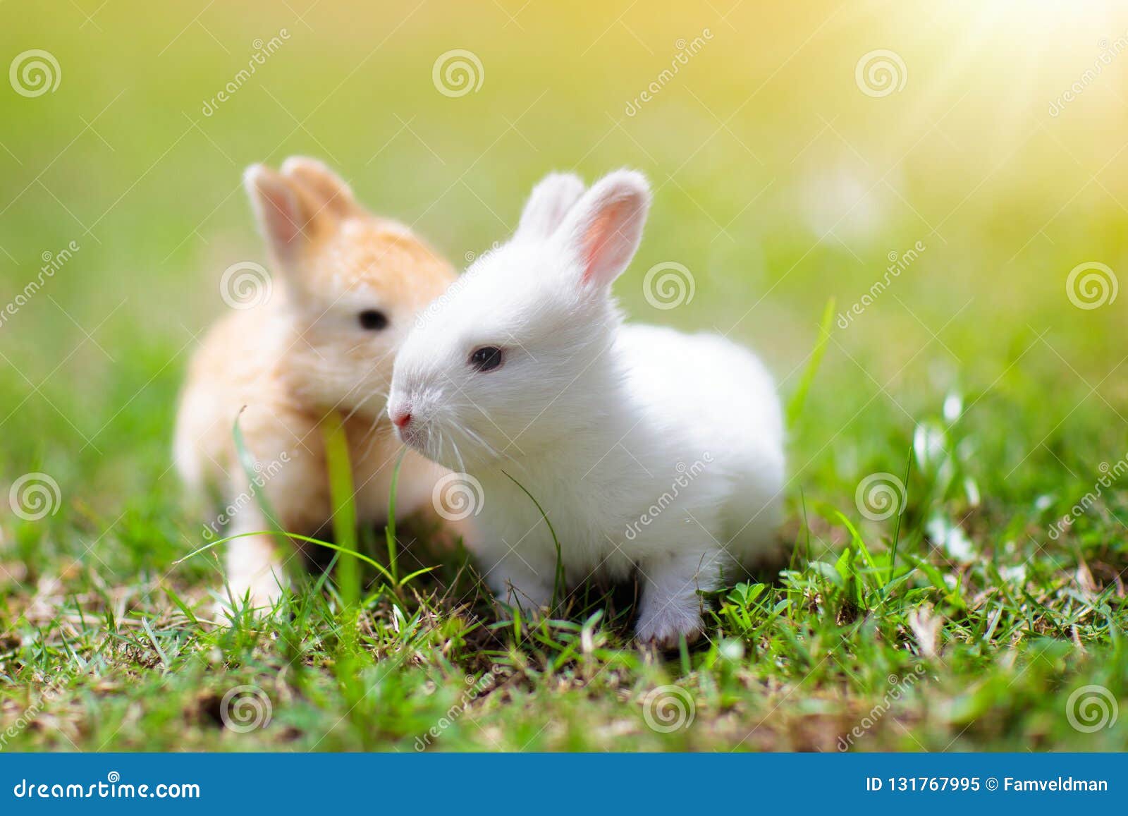 Osterhase im Garten stockbild. Bild von flaumig, ostern