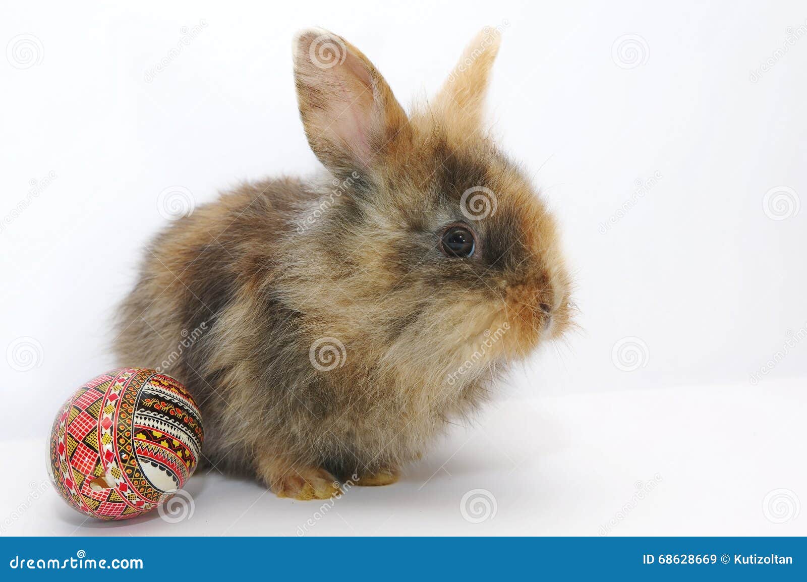 Osterhase mit Osterei stockbild. Bild von nahaufnahme - 68628669