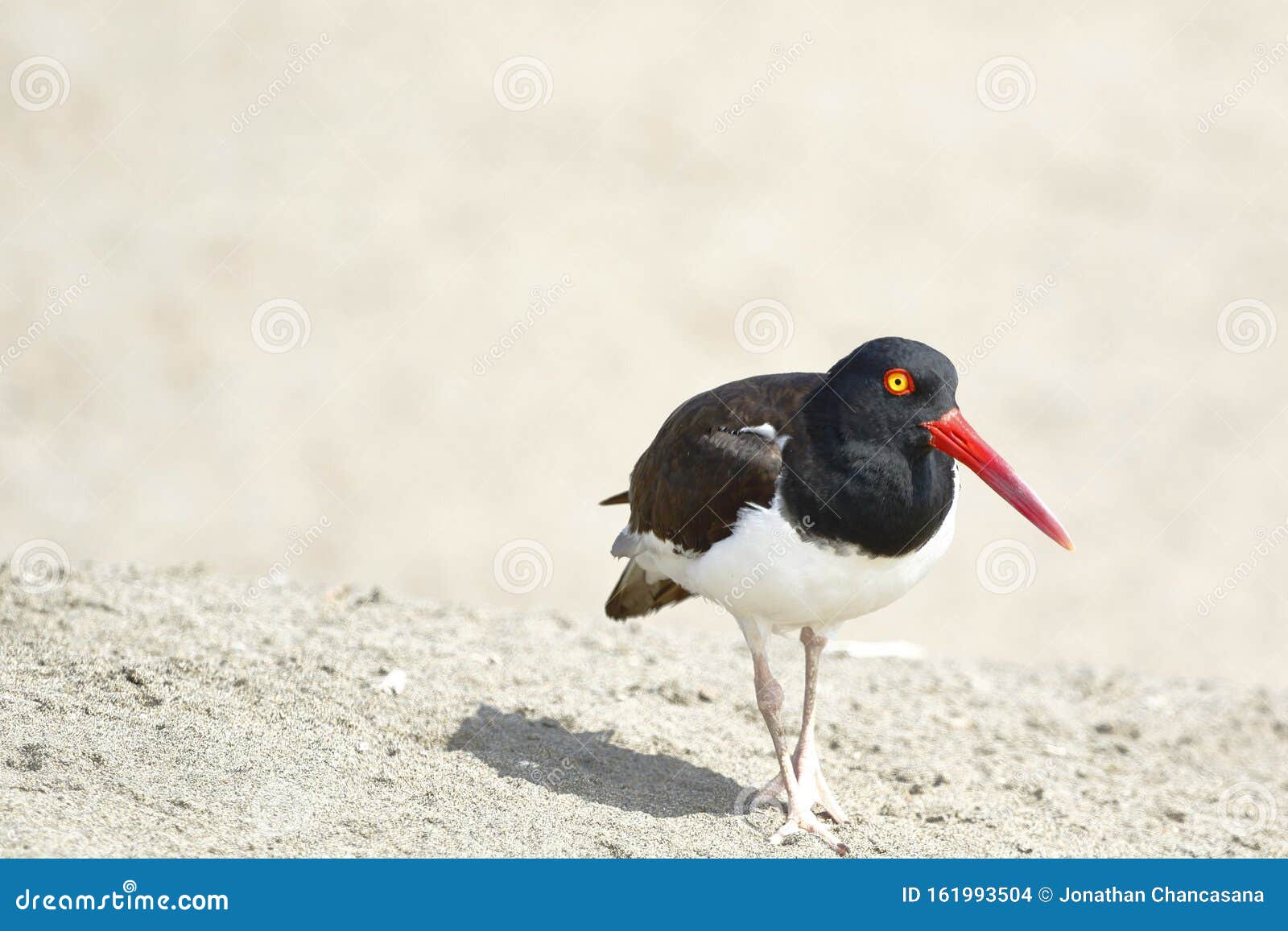 ostrero comÃÂºn haematopus palliatus