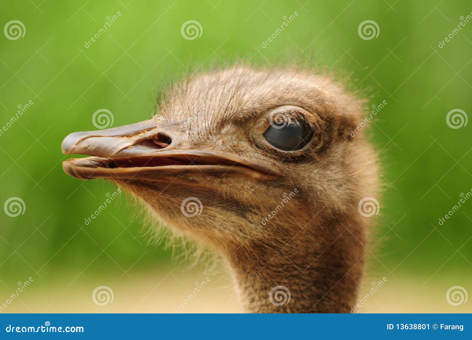 Ostrich stock image. Image of struthio, wild, animal - 13638801