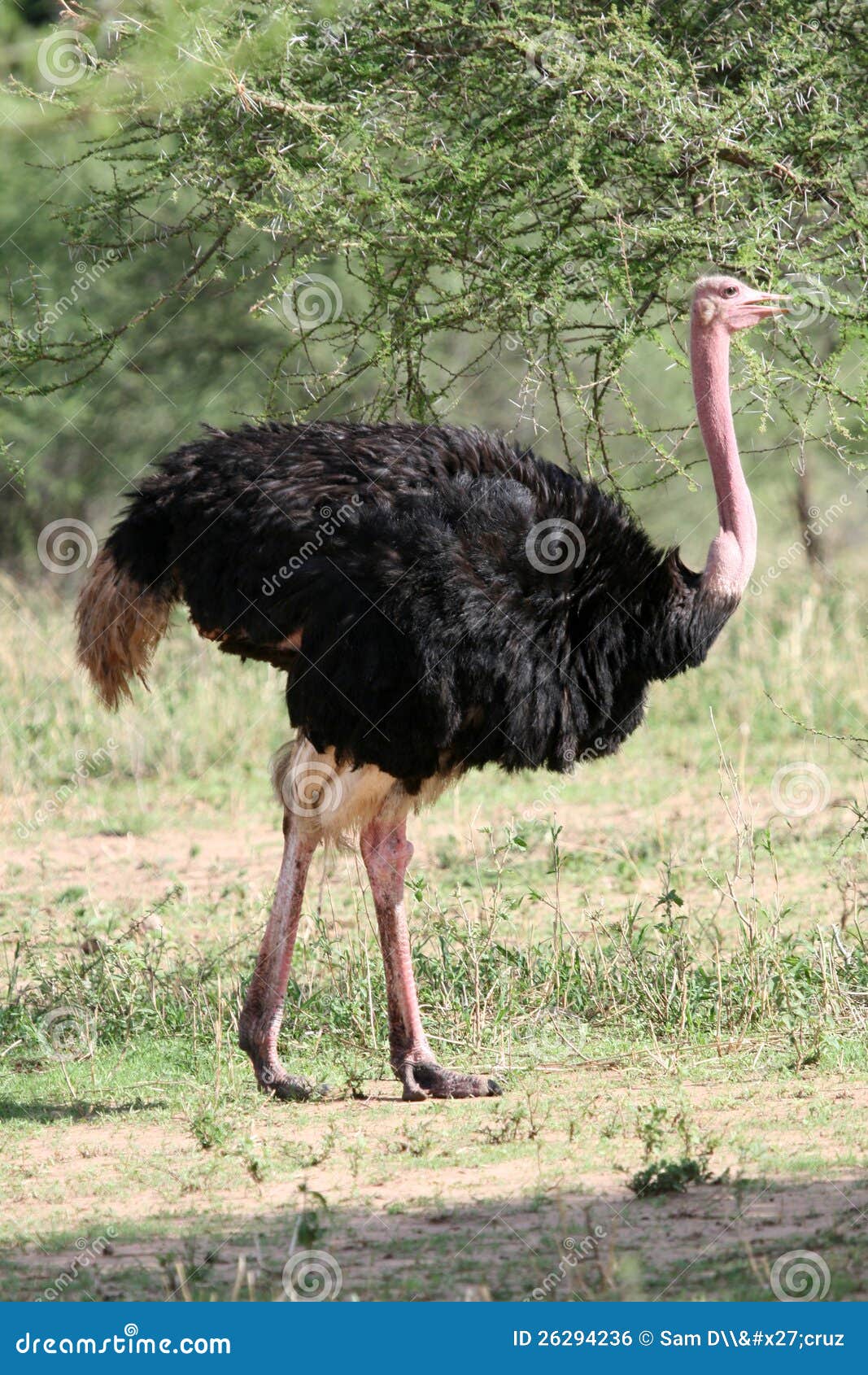 Ostrich in Africa stock photo. Image of reserve, plains 26294236
