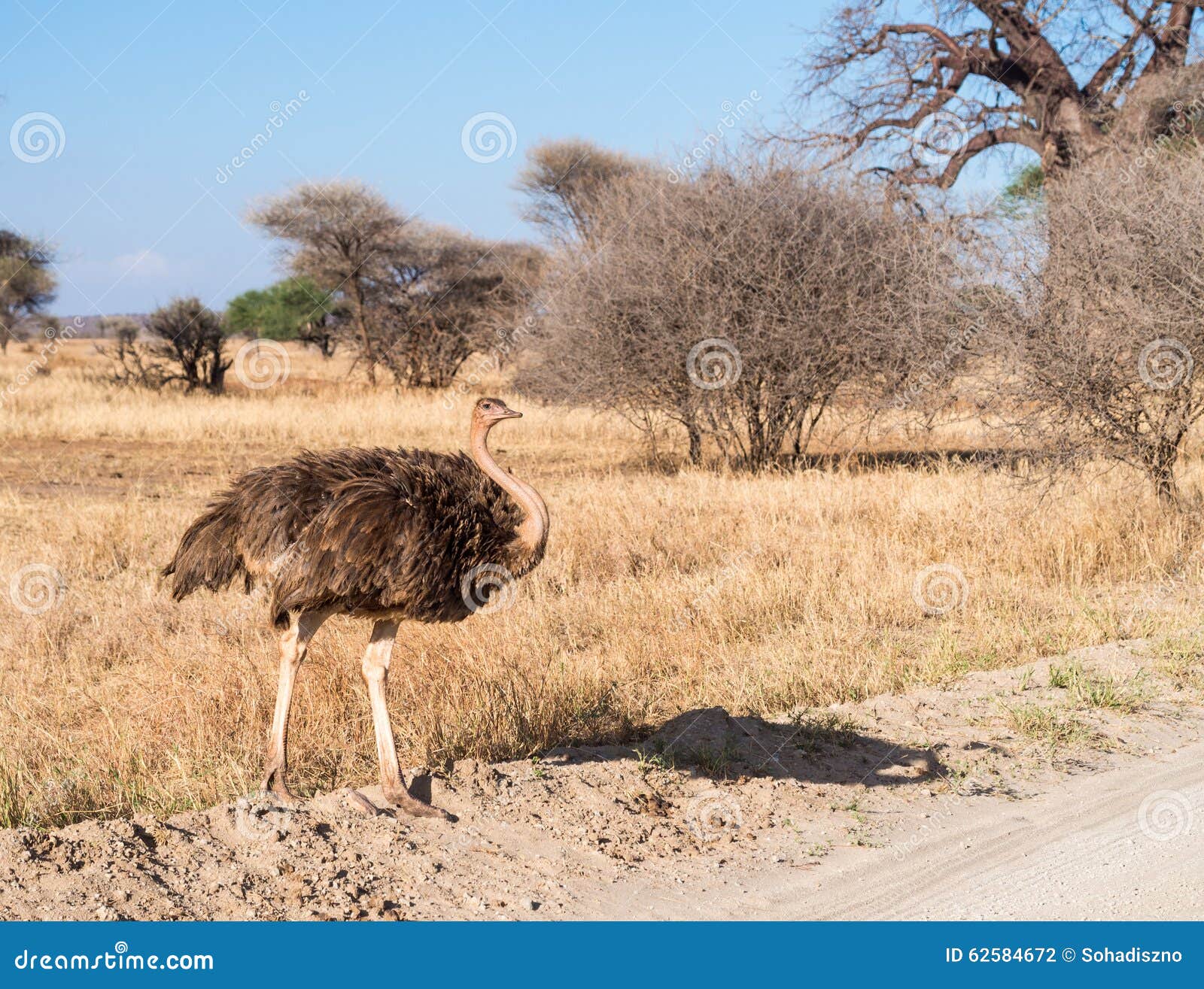 Ostrich in Africa. Female common ostrich (Struthio camelus) in Tarangire National Park in Tanzania, Africa.