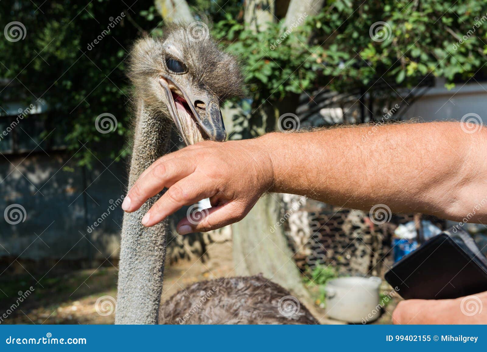 ostrich biting the man`s hand.