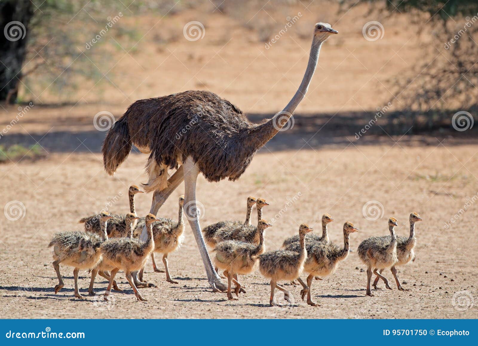 ostrich with chicks