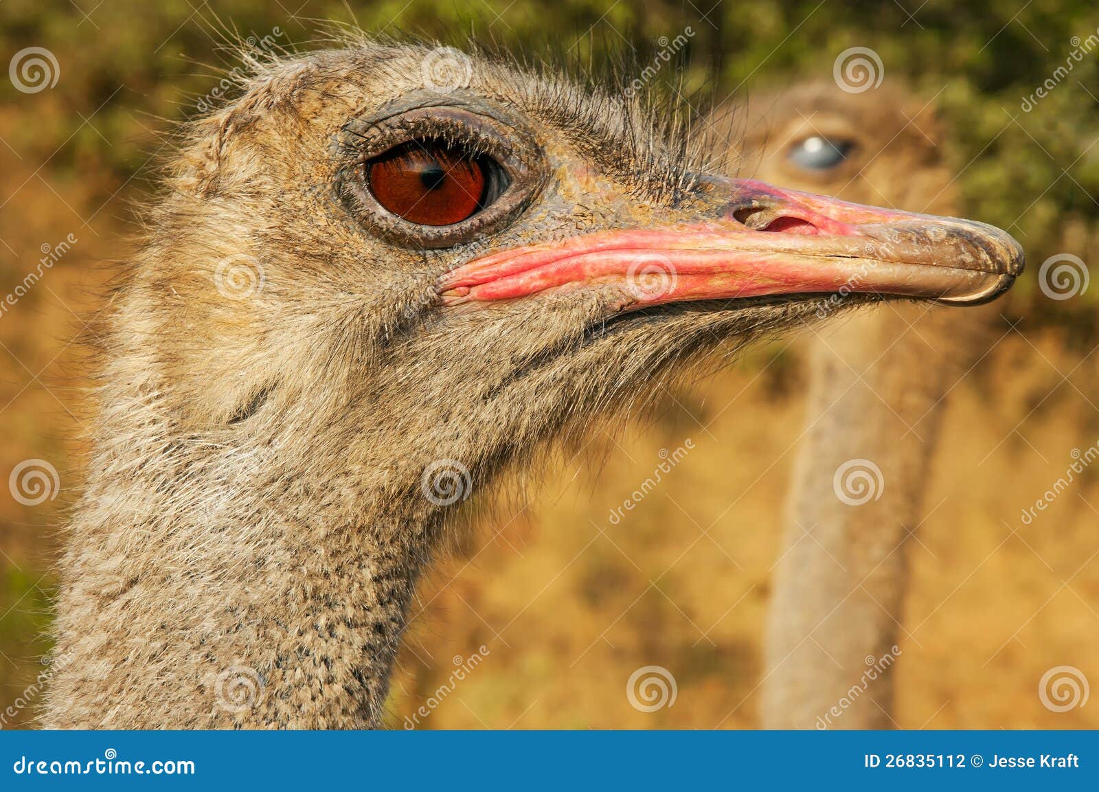 Funny Ostrich Images - Download 4,863 Royalty Free Photos - Page 29