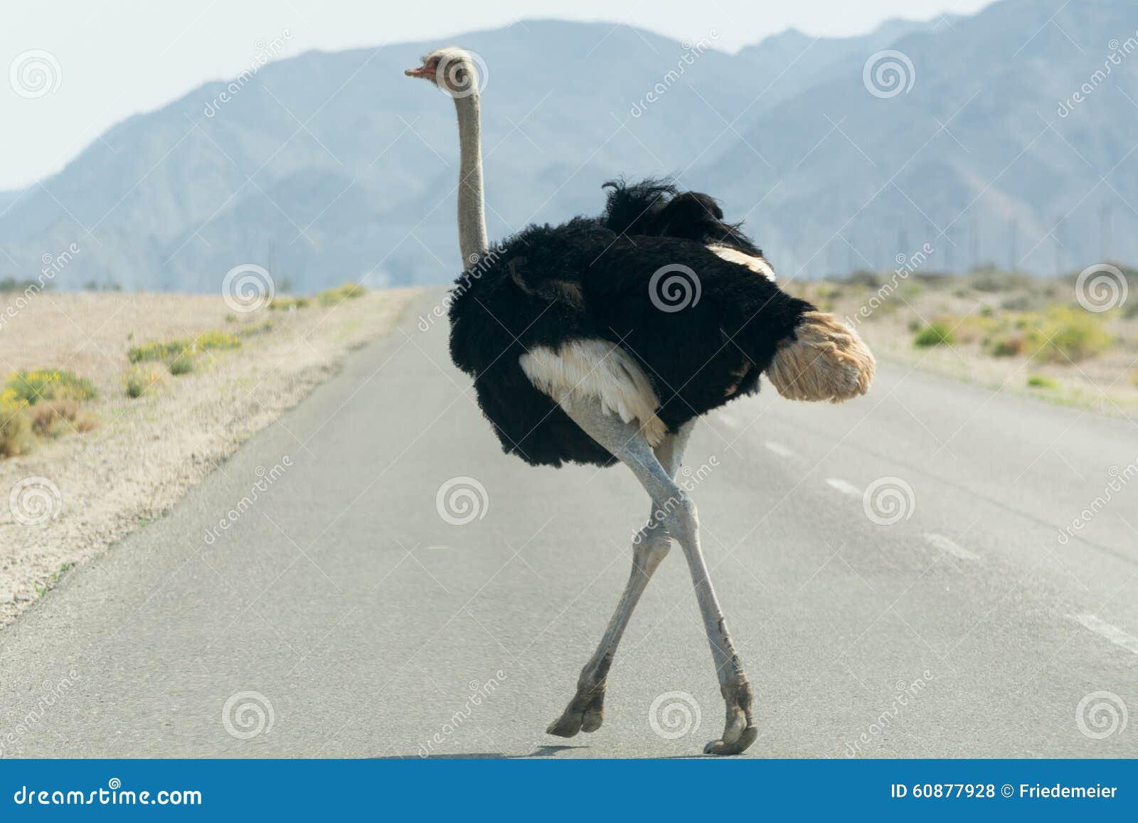 Ostrich Crossing A Tared Road. Stock Photo - Image of ...
