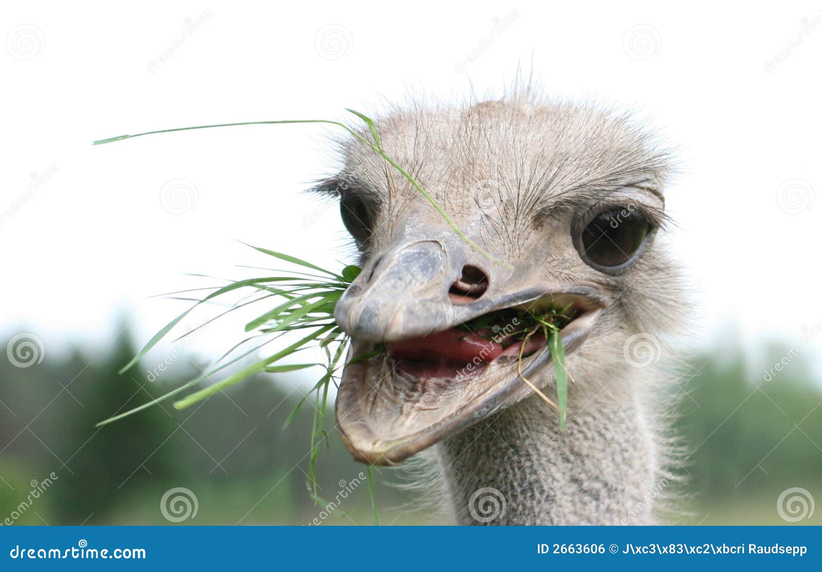 Ostrich Eating Royalty Free Stock Image - Image: 2663606