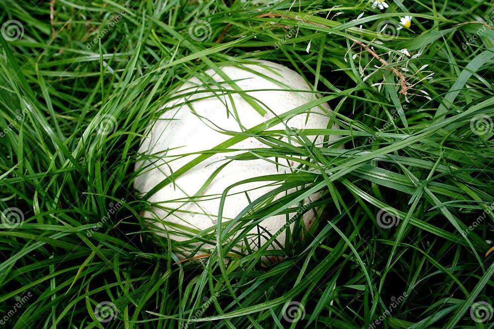 Ostrich egg stock image. Image of bird, diet, easter, eggs 5328211