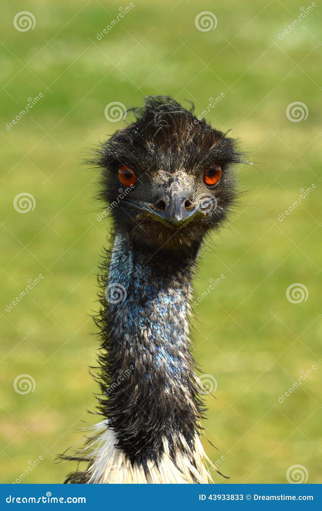 Ostrich Emu stock image. Image of wildlife, safari, animal 43933833