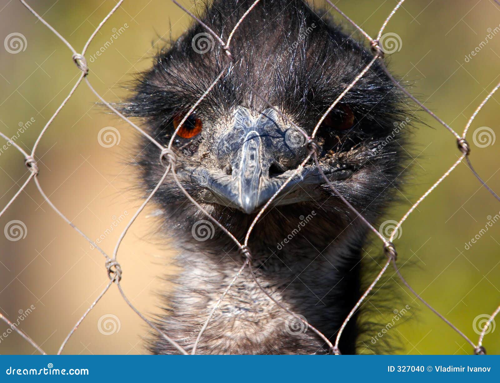 Ostrich Emu in the zoo stock photo. Image of bill, cell 327040