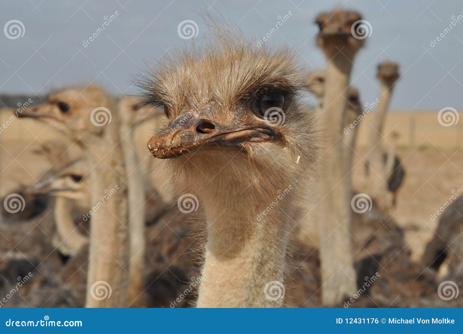 ostrich face