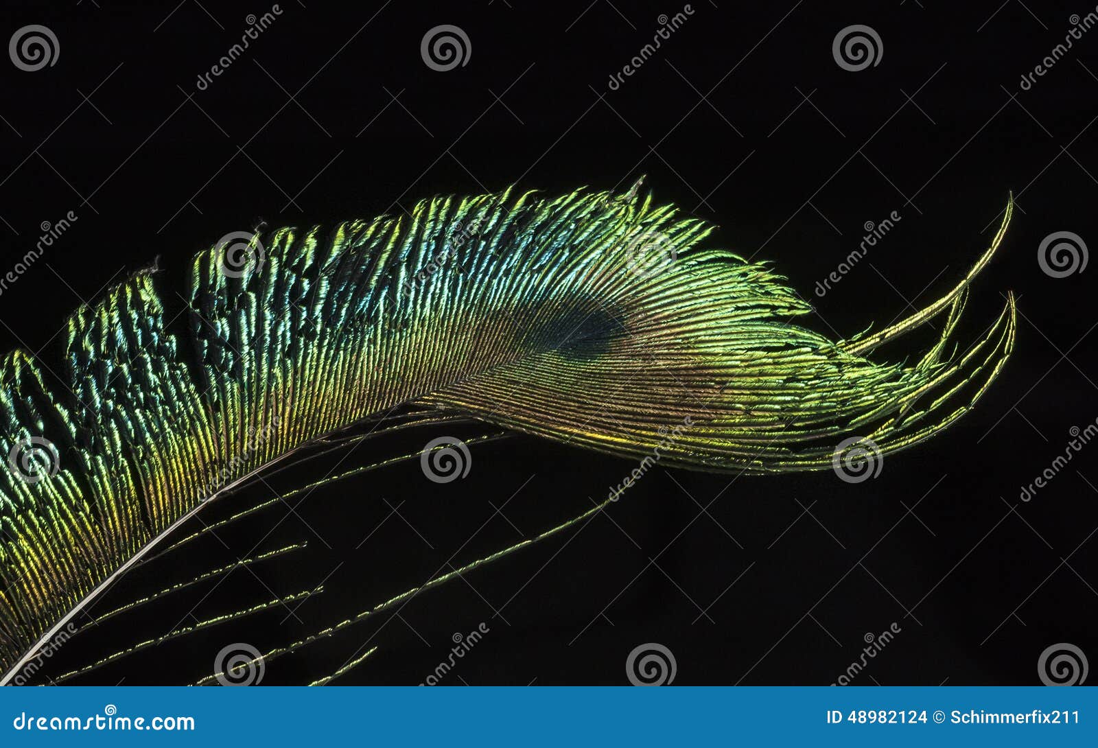 Ostrich feather stock photo. Image of bird, color, ostrich 48982124