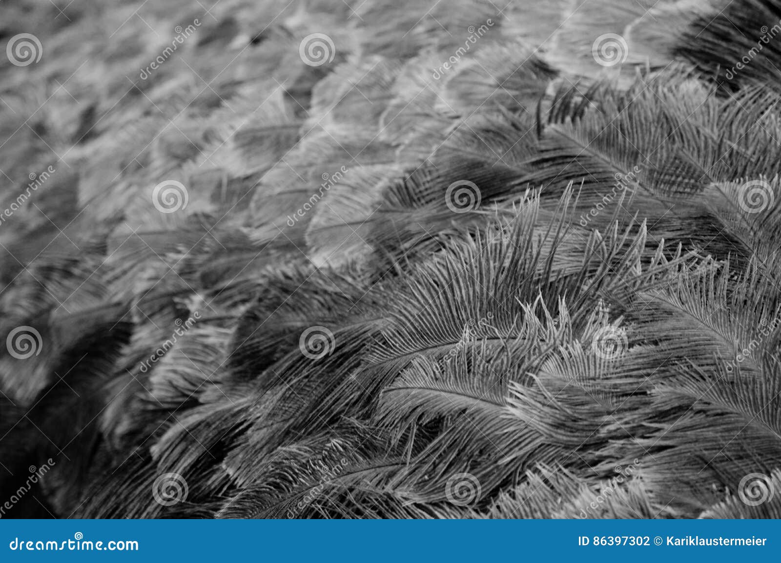 Ostrich Feathers stock photo. Image of expression, head 86397302