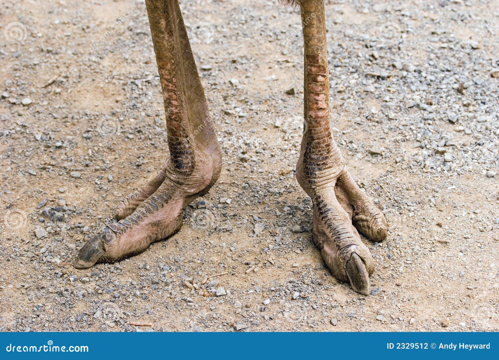Ostrich Feet stock photo. Image of zealand, copy, wellington - 2329512