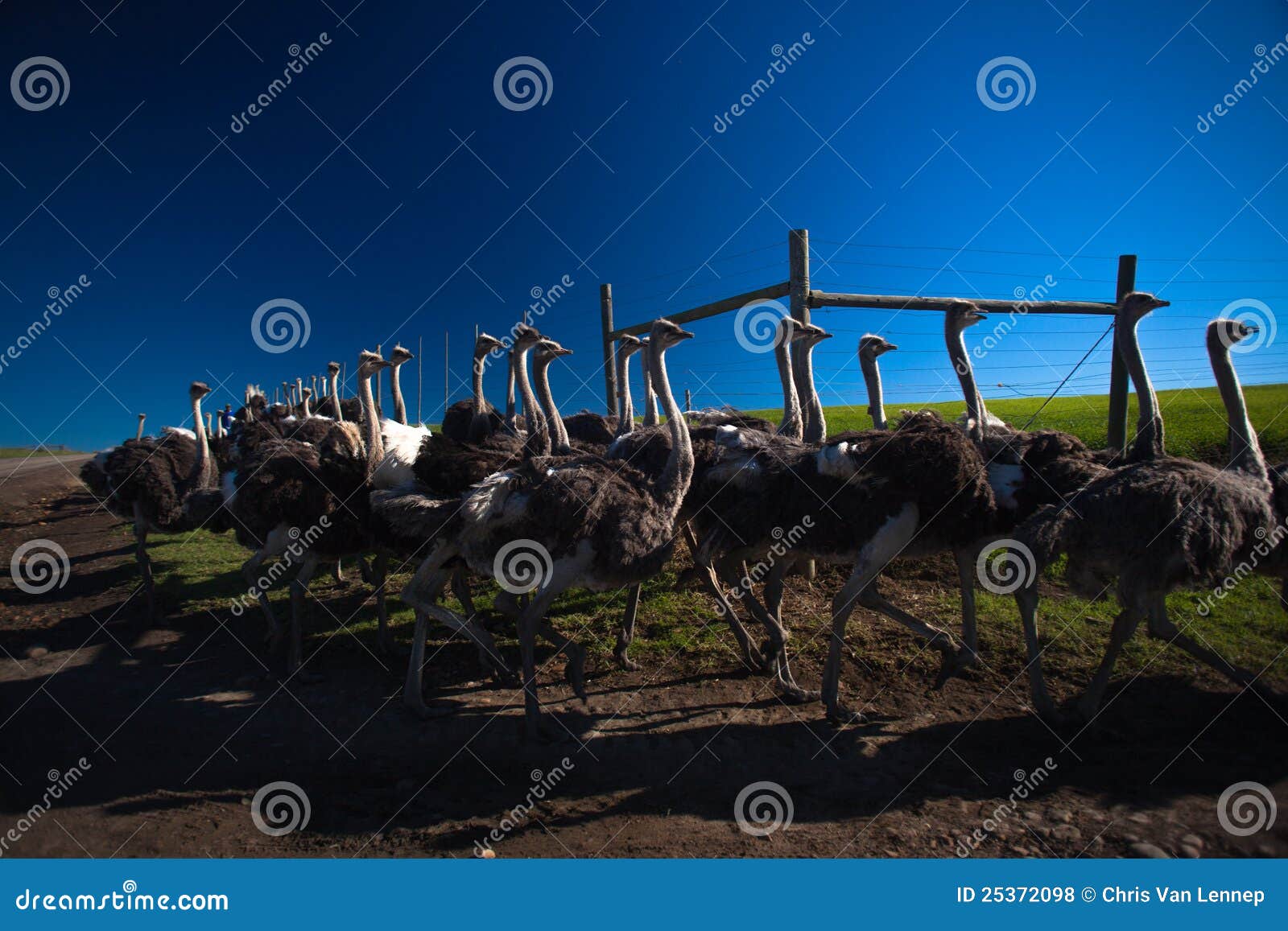 Ostrich Flock Birds. Flock of ostrich birds are herded along a dirt road in the morning on a clear blue day to a new pen.