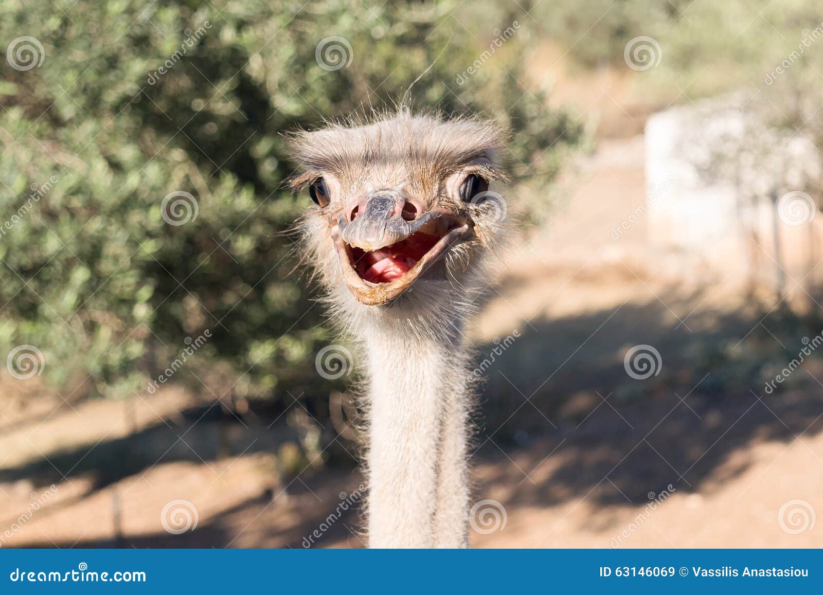 Ostrich funny portrait. stock image. Image of farm, nature - 63146069