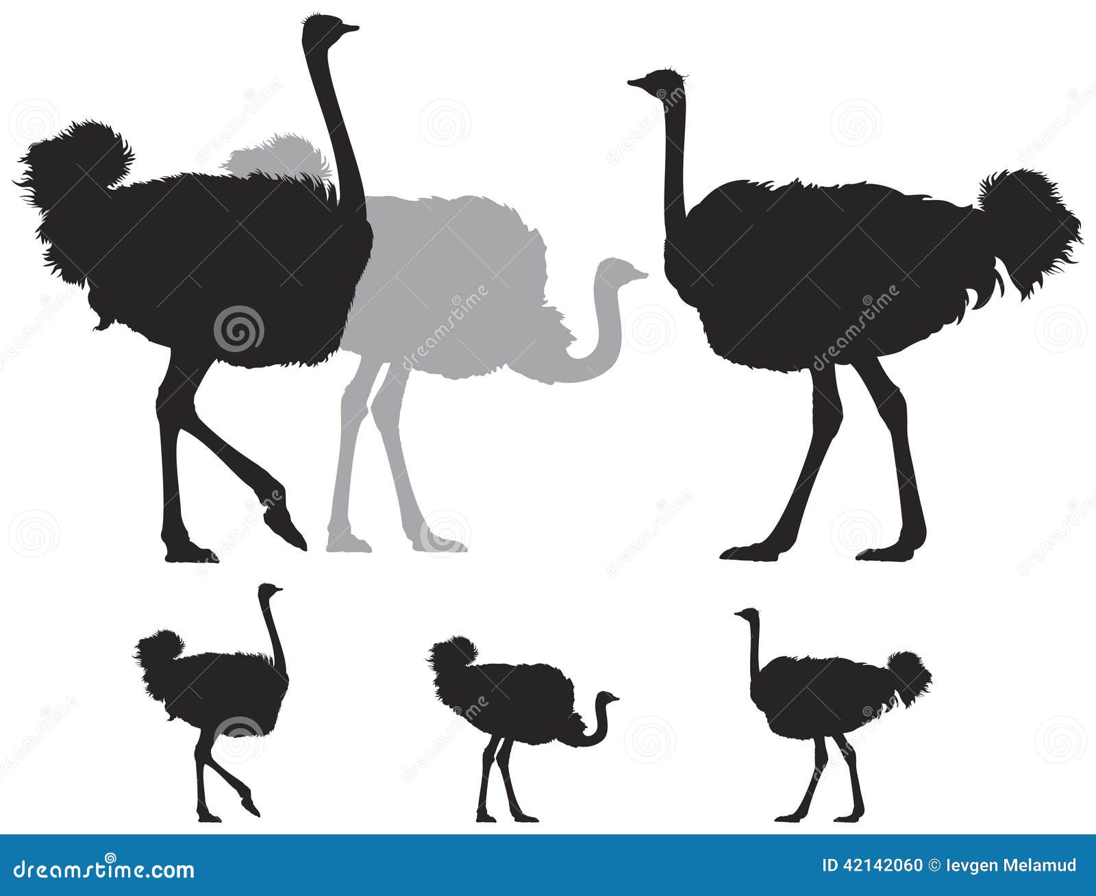 Download Ostrich group silhouette stock vector. Illustration of ...