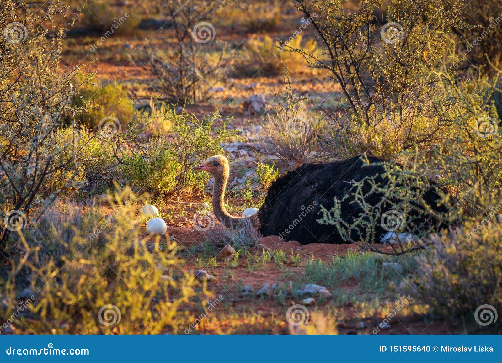 ostrich guarding its eggs in the kalahari desert of namibia