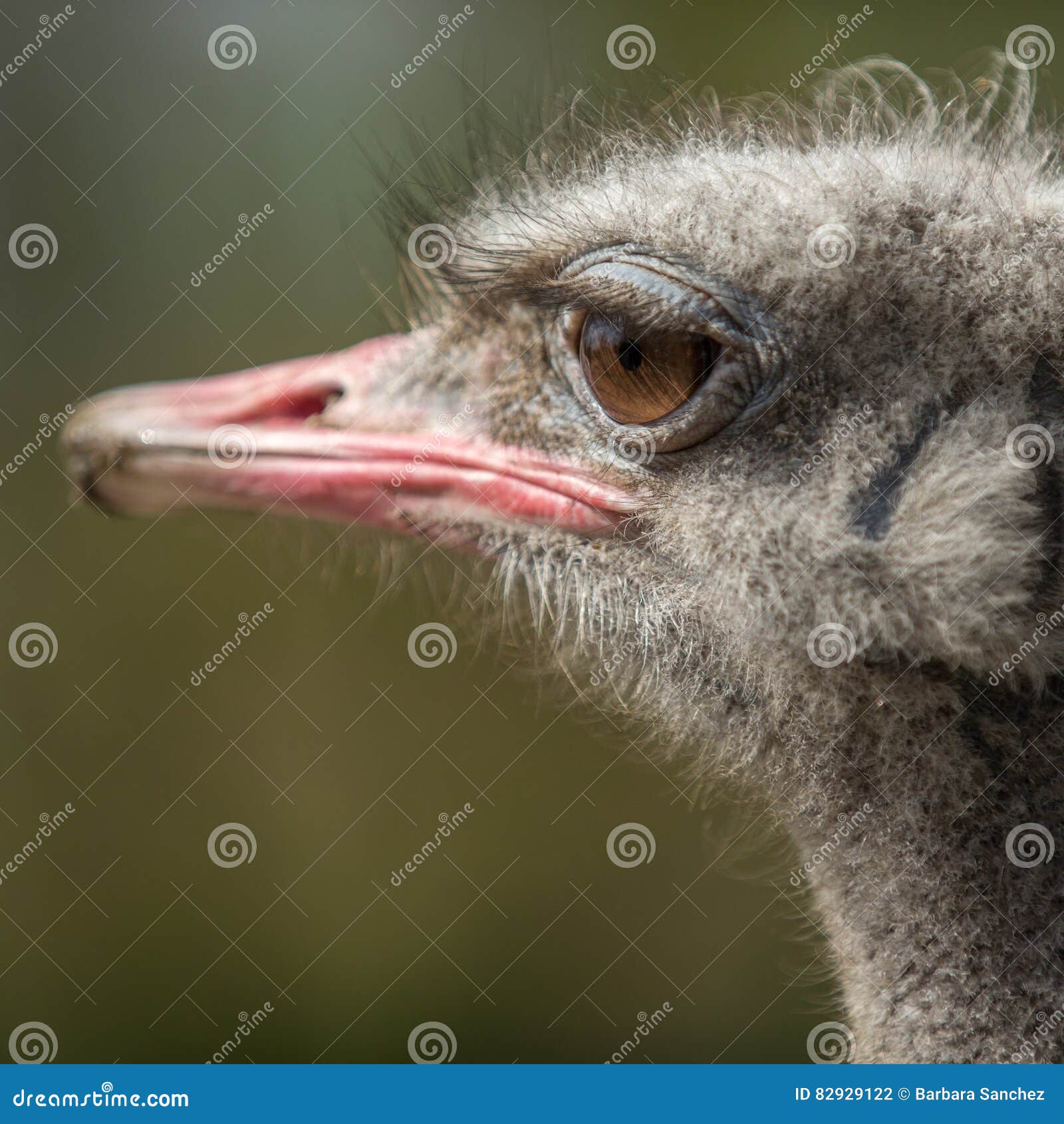 ostrich head , big eyes avestruz