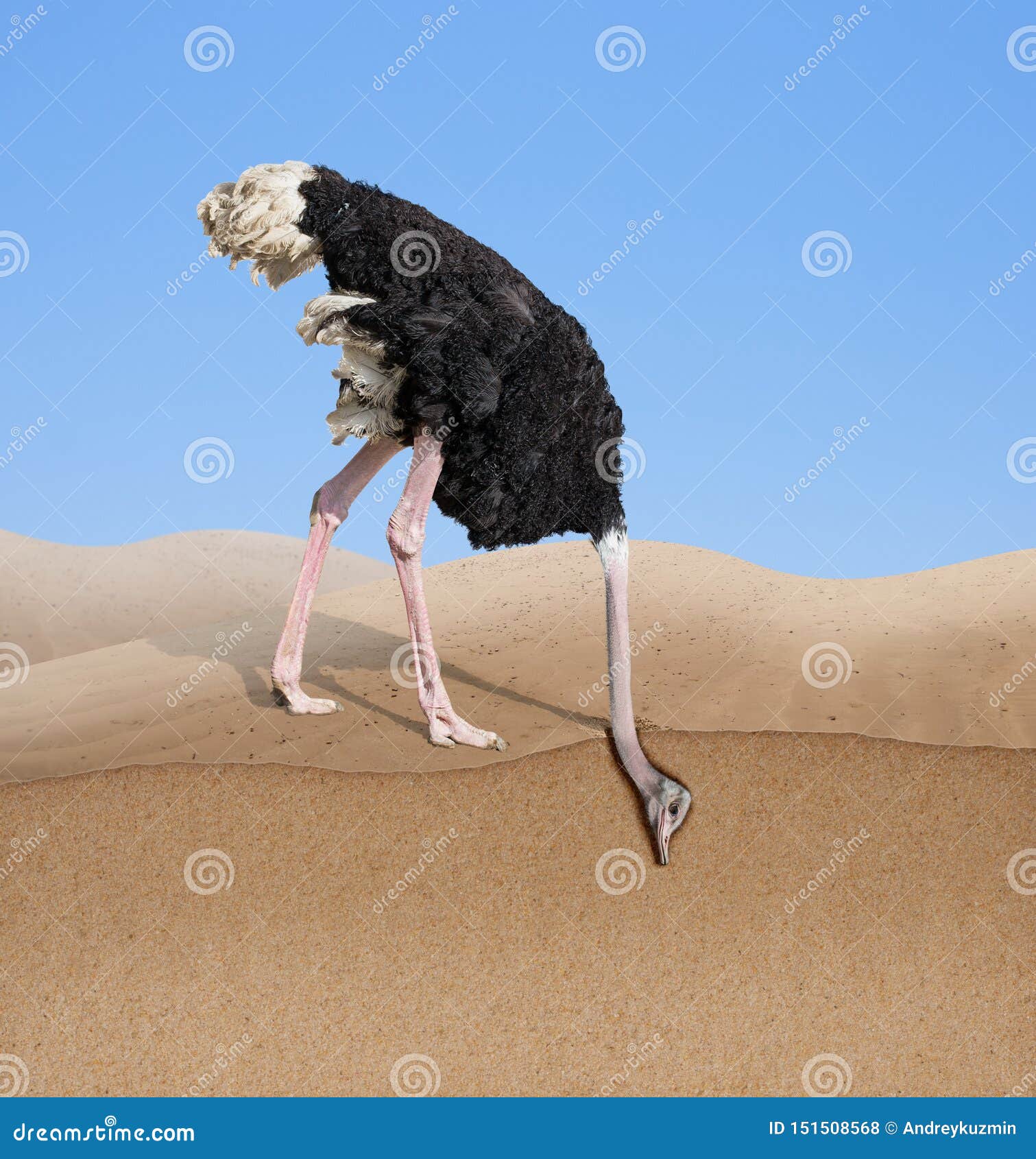 Ostrich with Head Burying in Sand Concept Stock Photo - Image of concept,  denial: 151508568