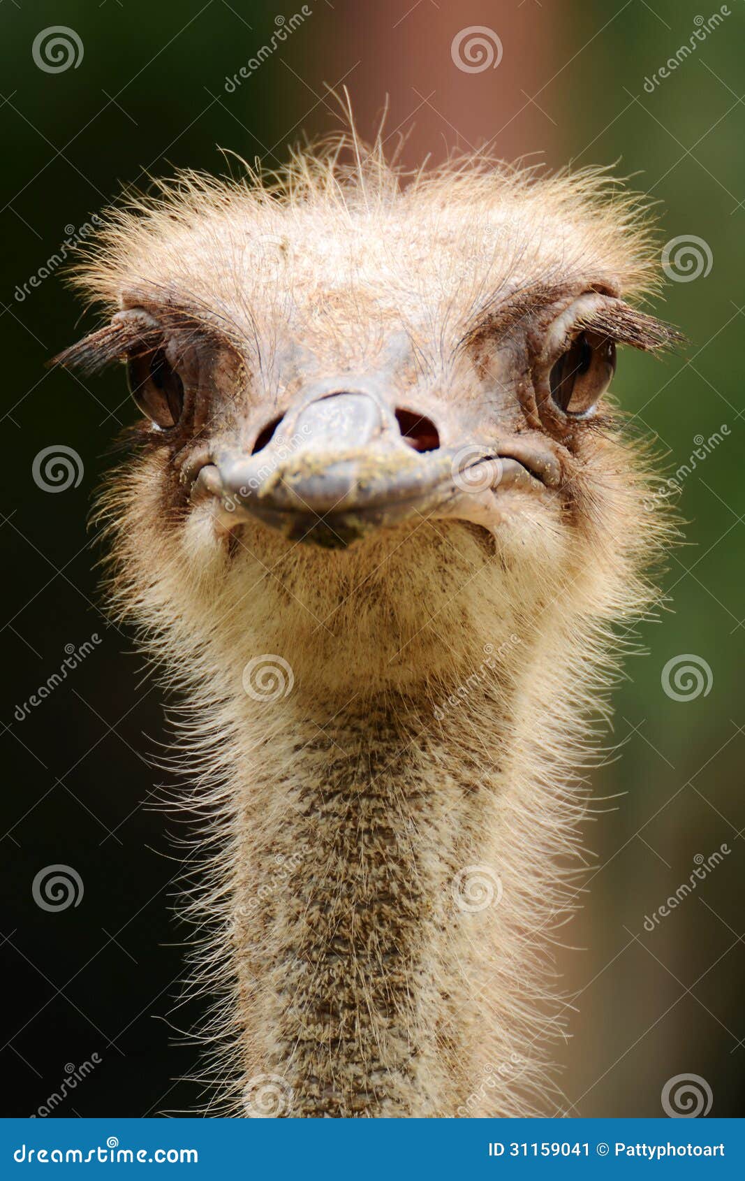 ostrich head closeup