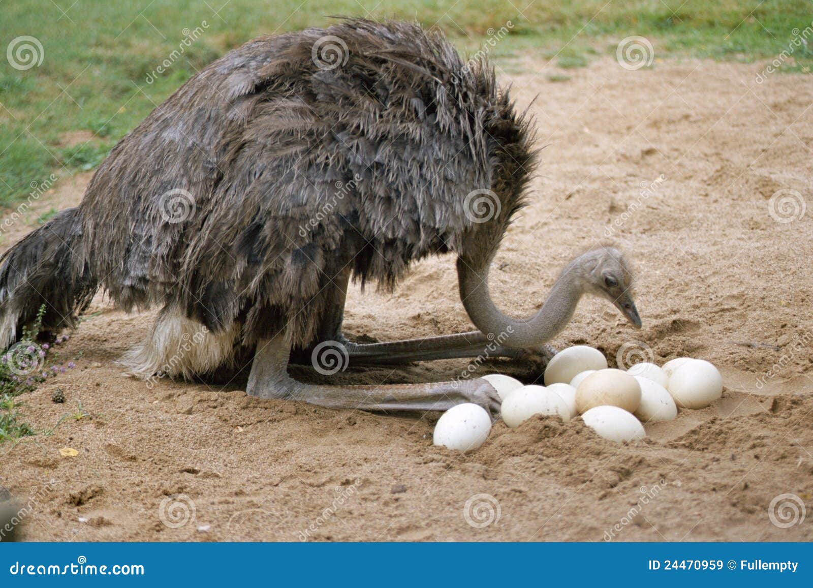 An Ostrich and Its Eggs in Its Nest Stock Image Image of animal, nest 24470959