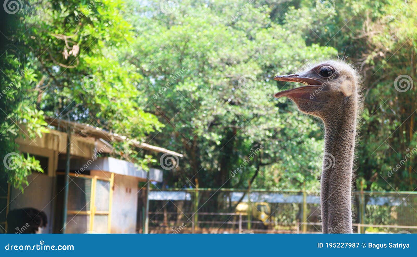 ostrich or latin name struthio camelus , burung onta indonesian name,