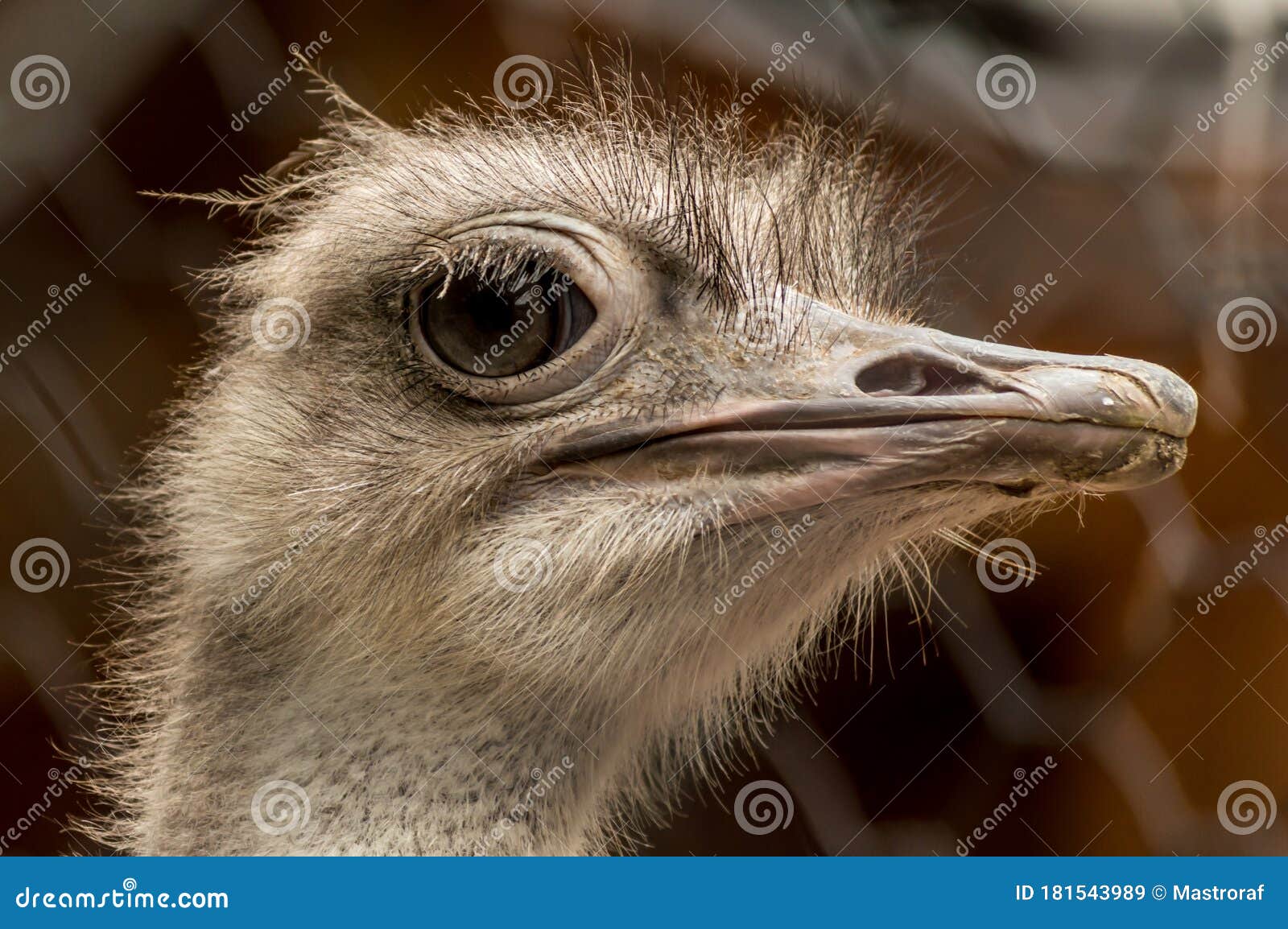 Ostrich in Le Cornell Animal Park Stock Image - Image of green, park: 181543989 Ostrich in Le Cornell Animal Park Stock Image - Image of green, park: 181543989