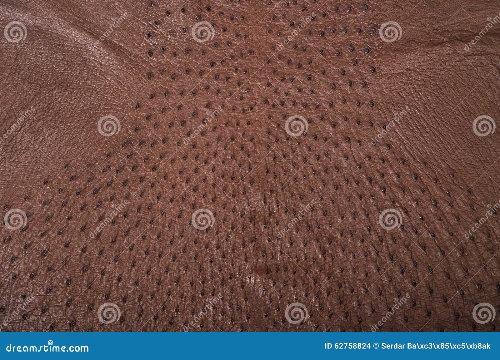Ostrich leather stock photo. Image of bird, reptile, nature 62758824