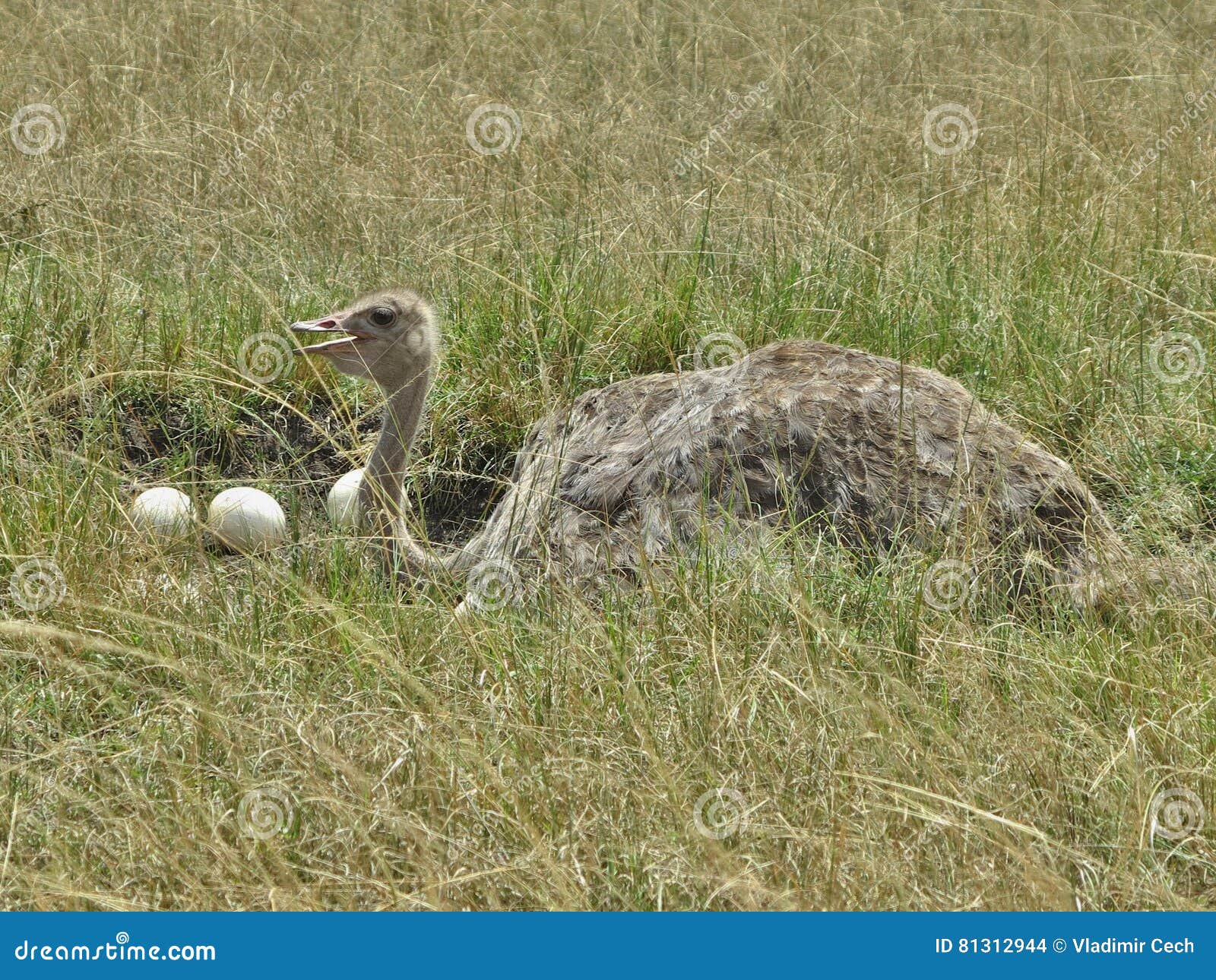 ostrich male is guardin his nest