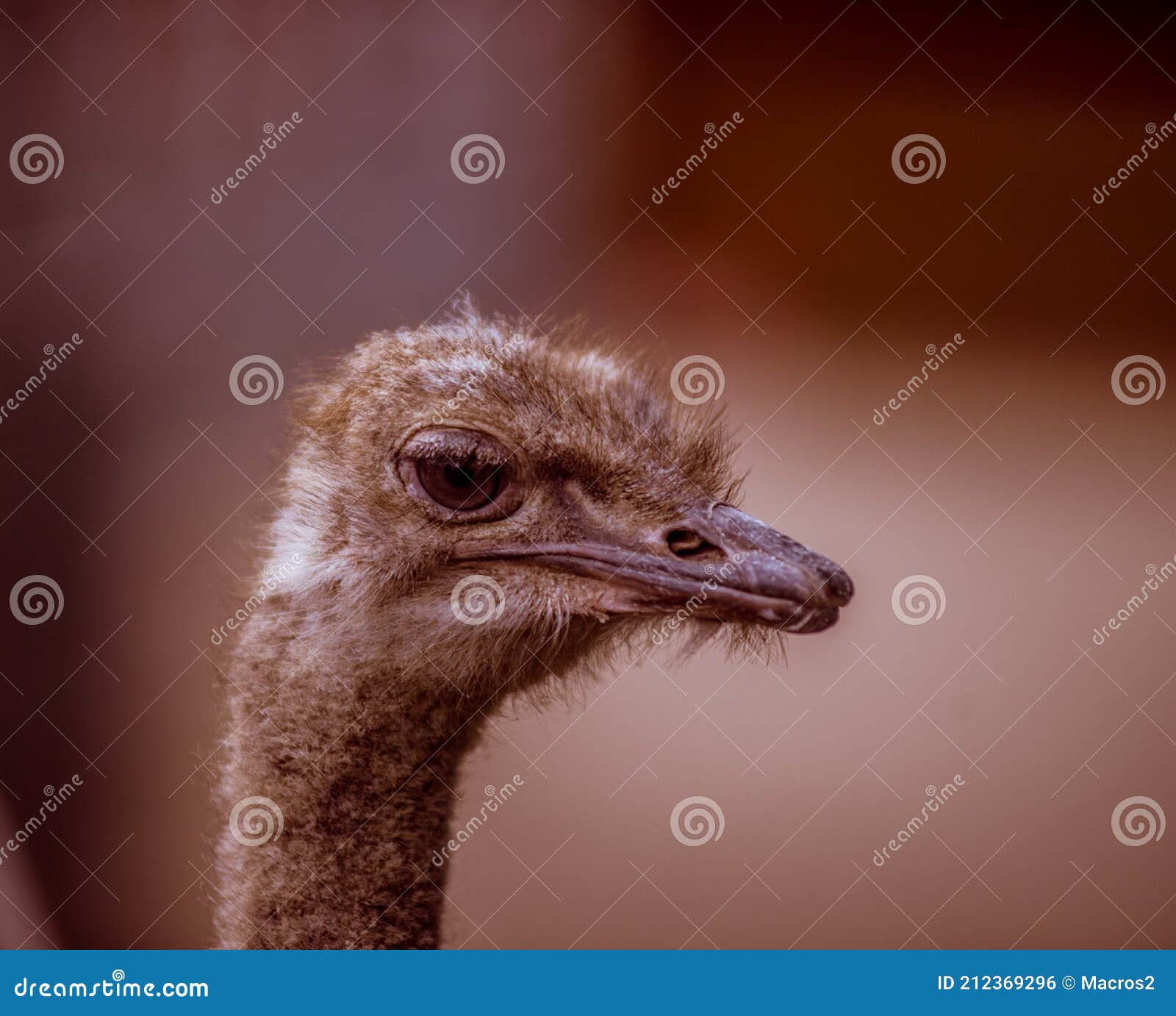 Ostrich Ostrich Head Big Eyes Funny Kind Animals Stock Photo - Image of  kind, australia: 212369296