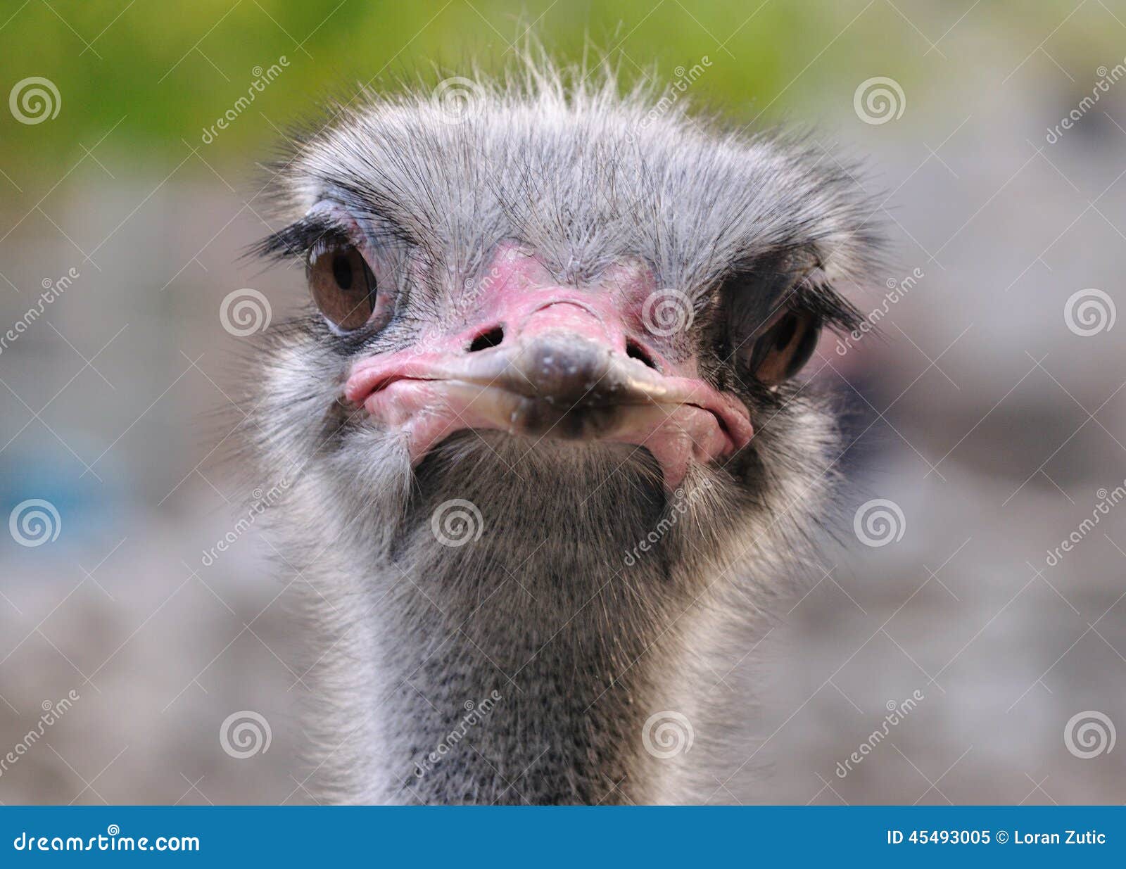 Ostrich portret. Struisvogelportret in de dierentuin van Belgrado De struisvogel is specie van grote flightless vogels inheems aan Afrika De struisvogels wegen gewoonlijk van 63 tot 145 kilogram (139â€ „320 pond)