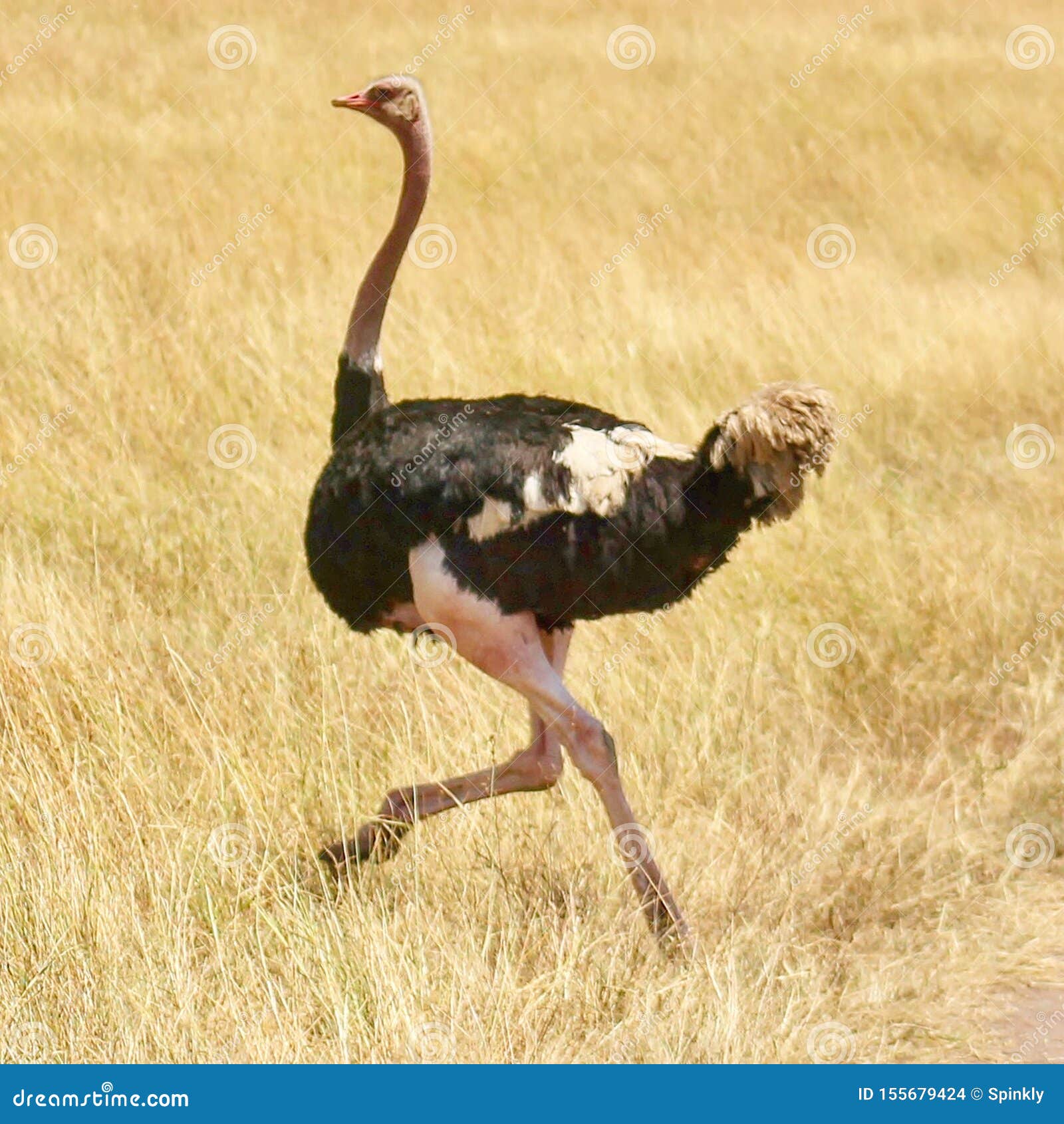 Ostrich Running in the Wilderness Stock Photo Image of kenya, ostrich