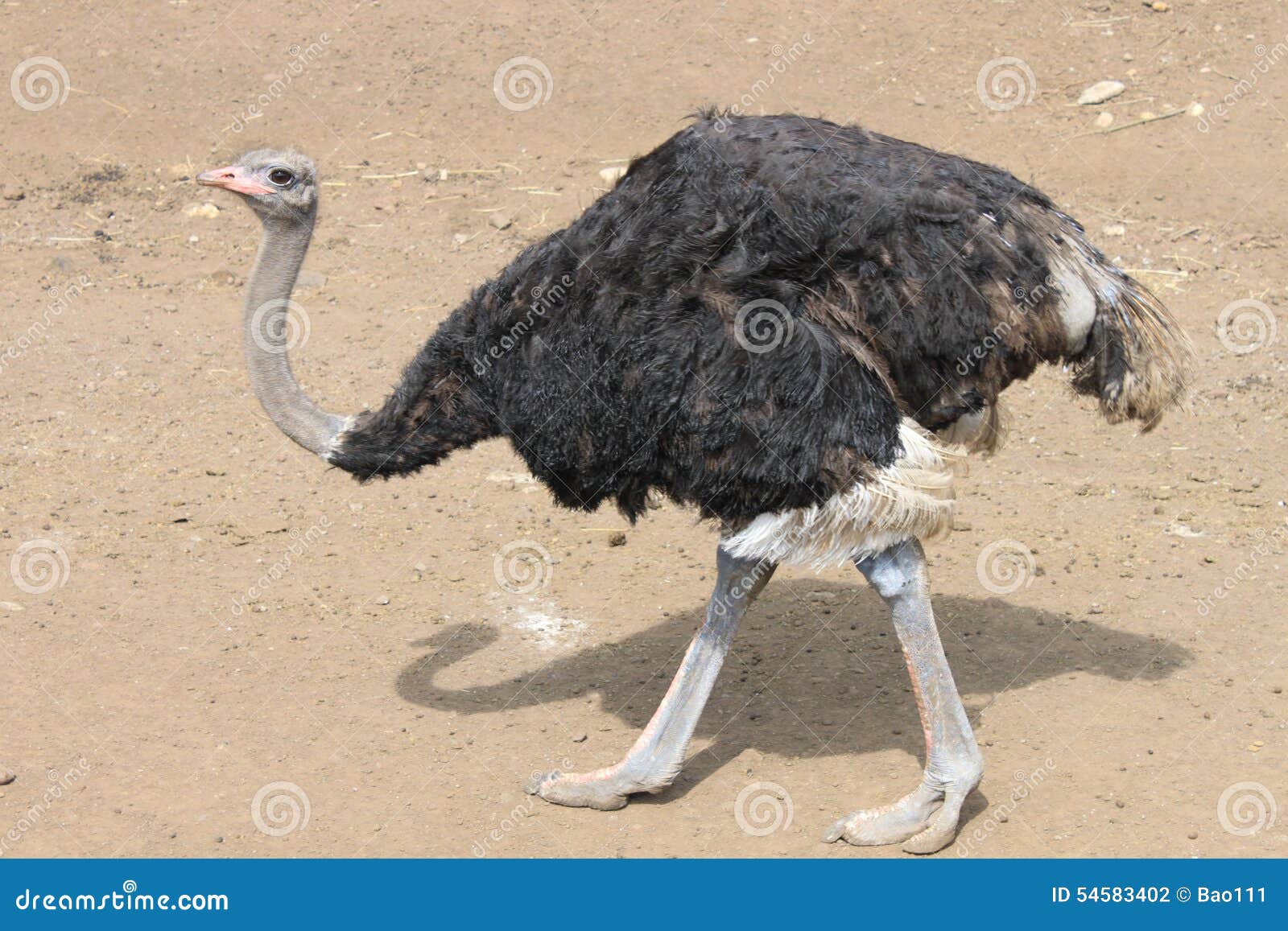Ostrich stock photo. Image of nature, beak, africa, wildlife 54583402