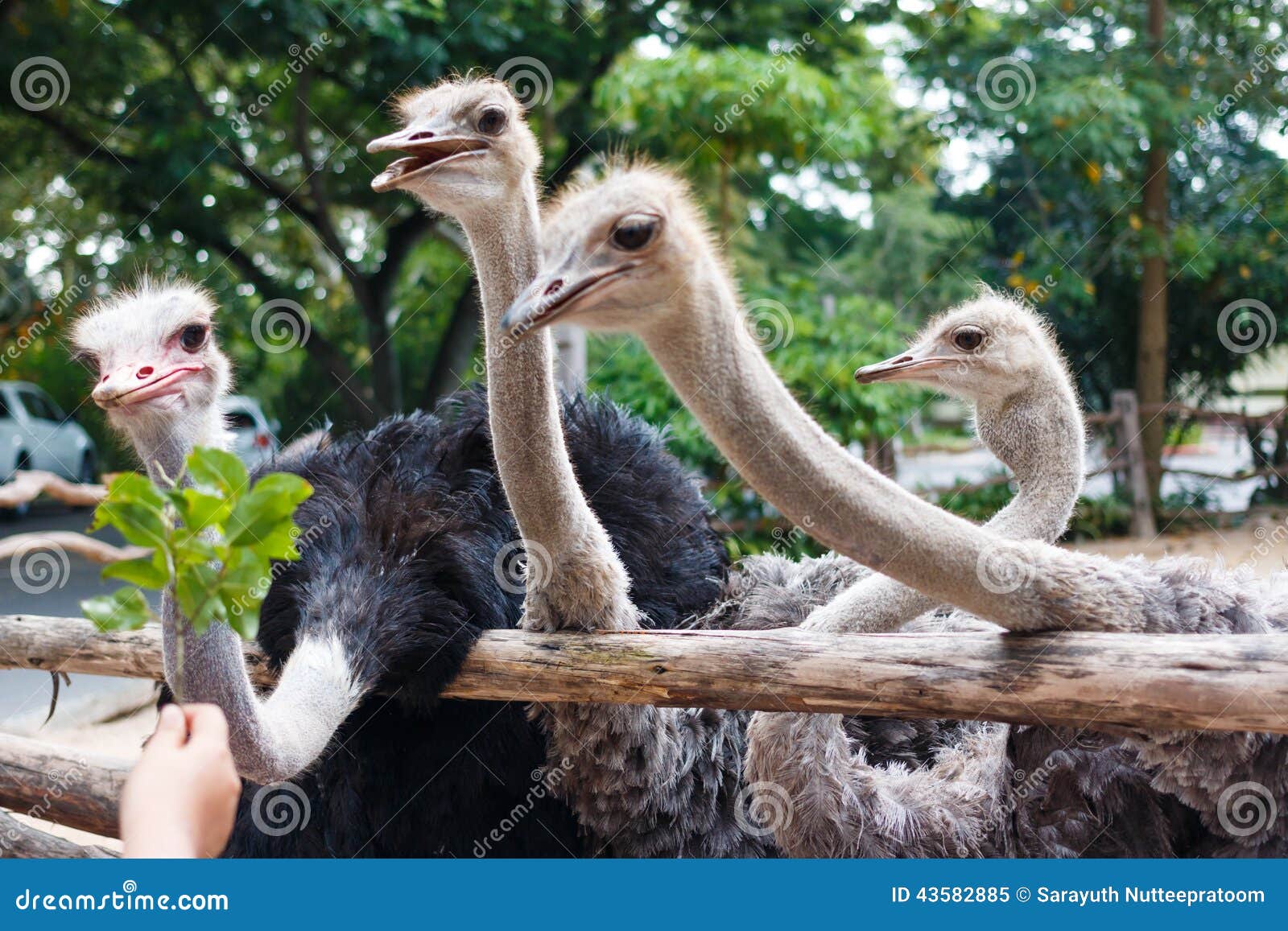 Ostriches eating leaf stock image. Image of closeup, wildlife 43582885
