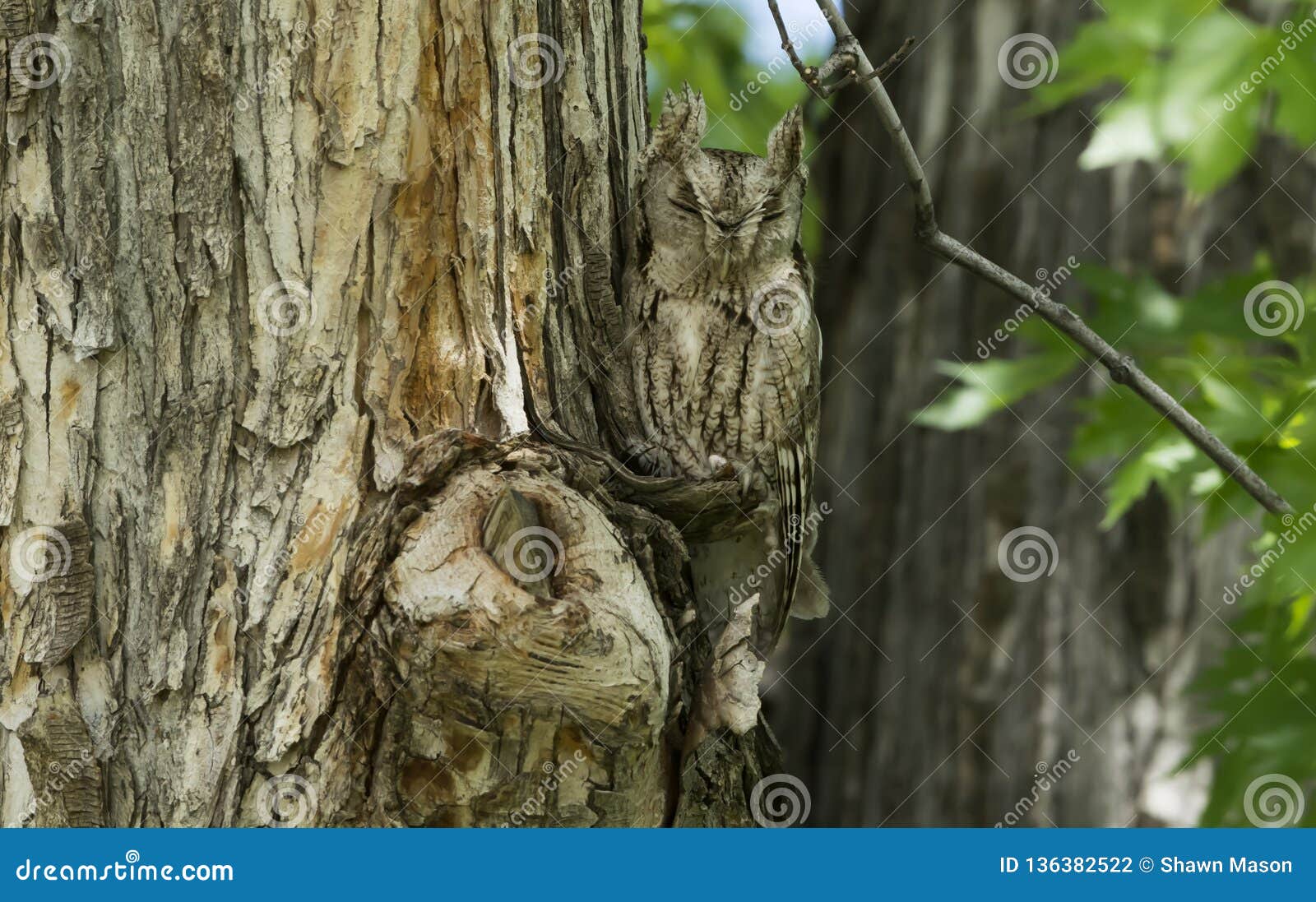 Ostschrei Eule Wird Eine Mit Dem Baum Stockfoto Bild Von Baum Ostschrei