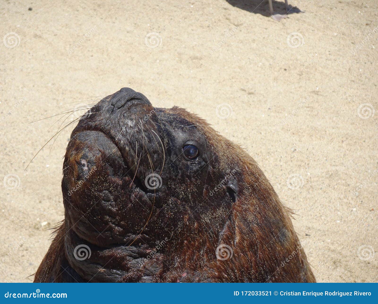 otarinos better known as sea lion