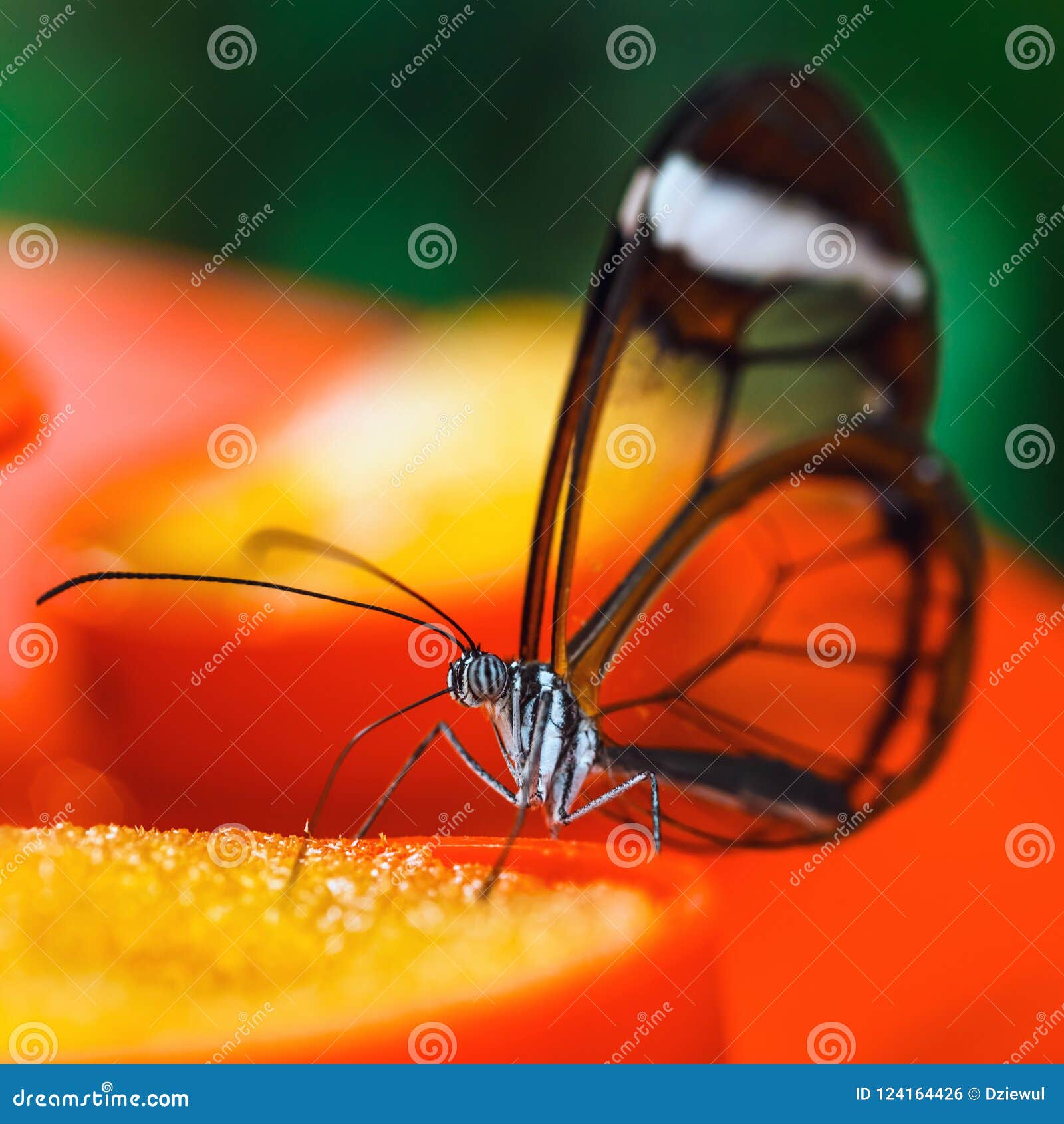 El oto de Greta de la mariposa con las alas transparentes alimenta en la flor