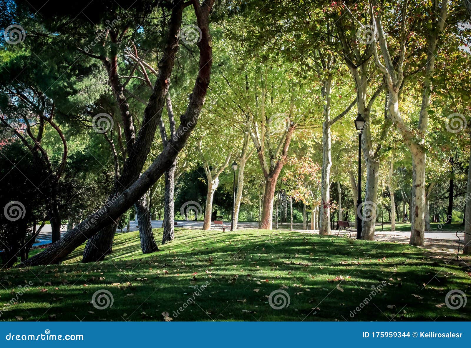 otono / autumn in san isidro park