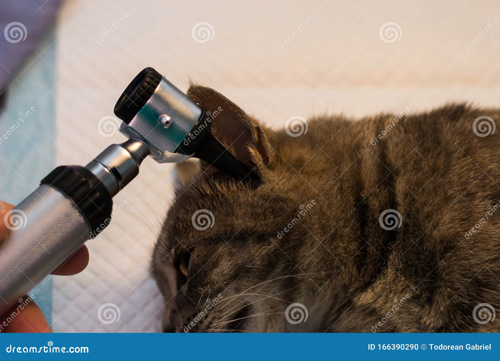 Otoscopic Examination of the Cat Ear with Otitis Stock Photo Image of examination, veterinary