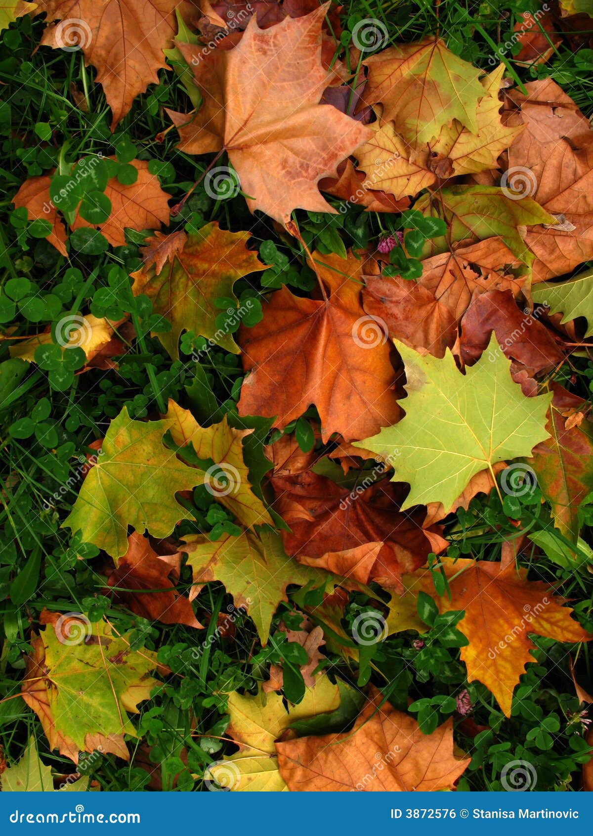 Hojas de otoño coloridas en el bosque