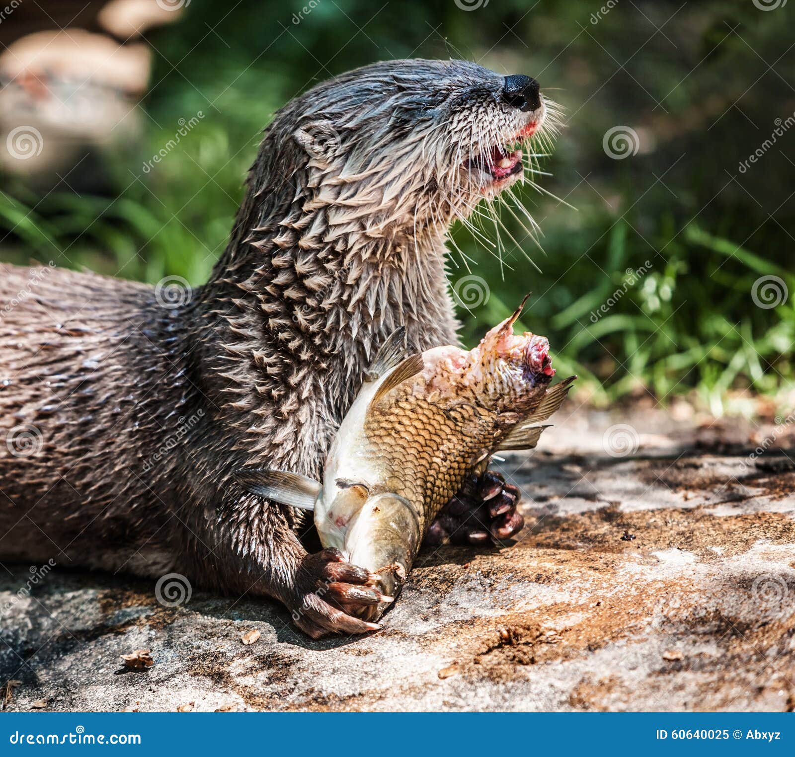 Otter with a carp stock image. Image of lutris, lutra - 60640025