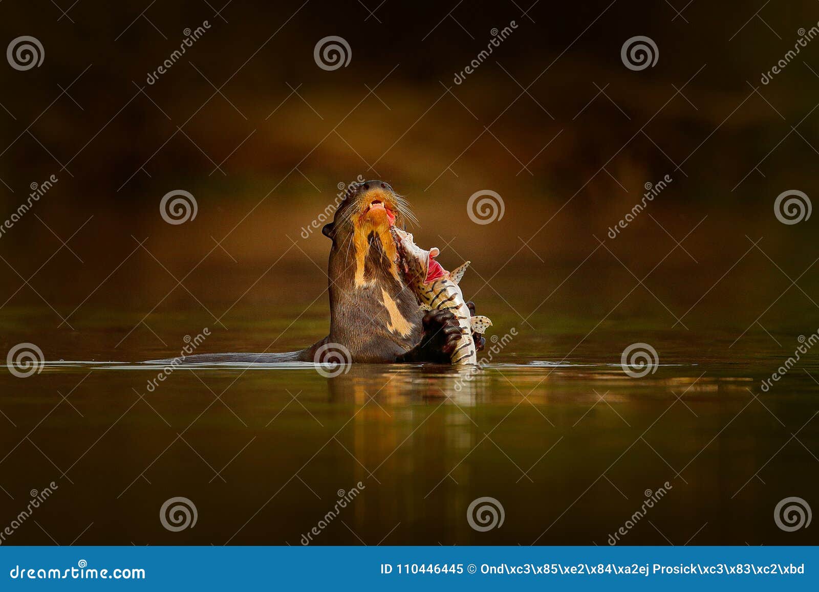 otter with catch fish. giant otter, pteronura brasiliensis, portrait in the river water level, rio negro, pantanal, brazil. wildli