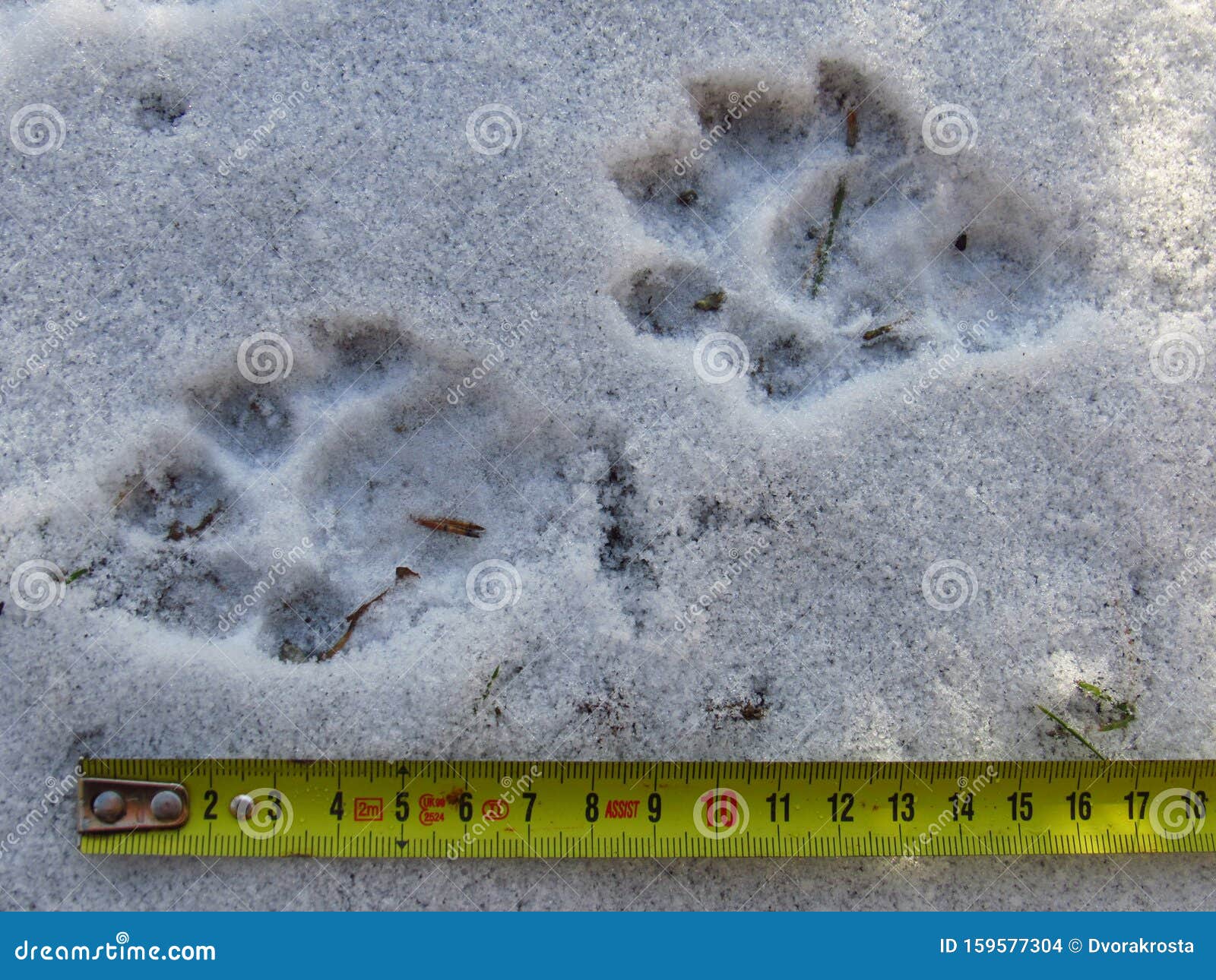 Otter Footprint in the Snow Stock Photo - Image of measure, lutralutra