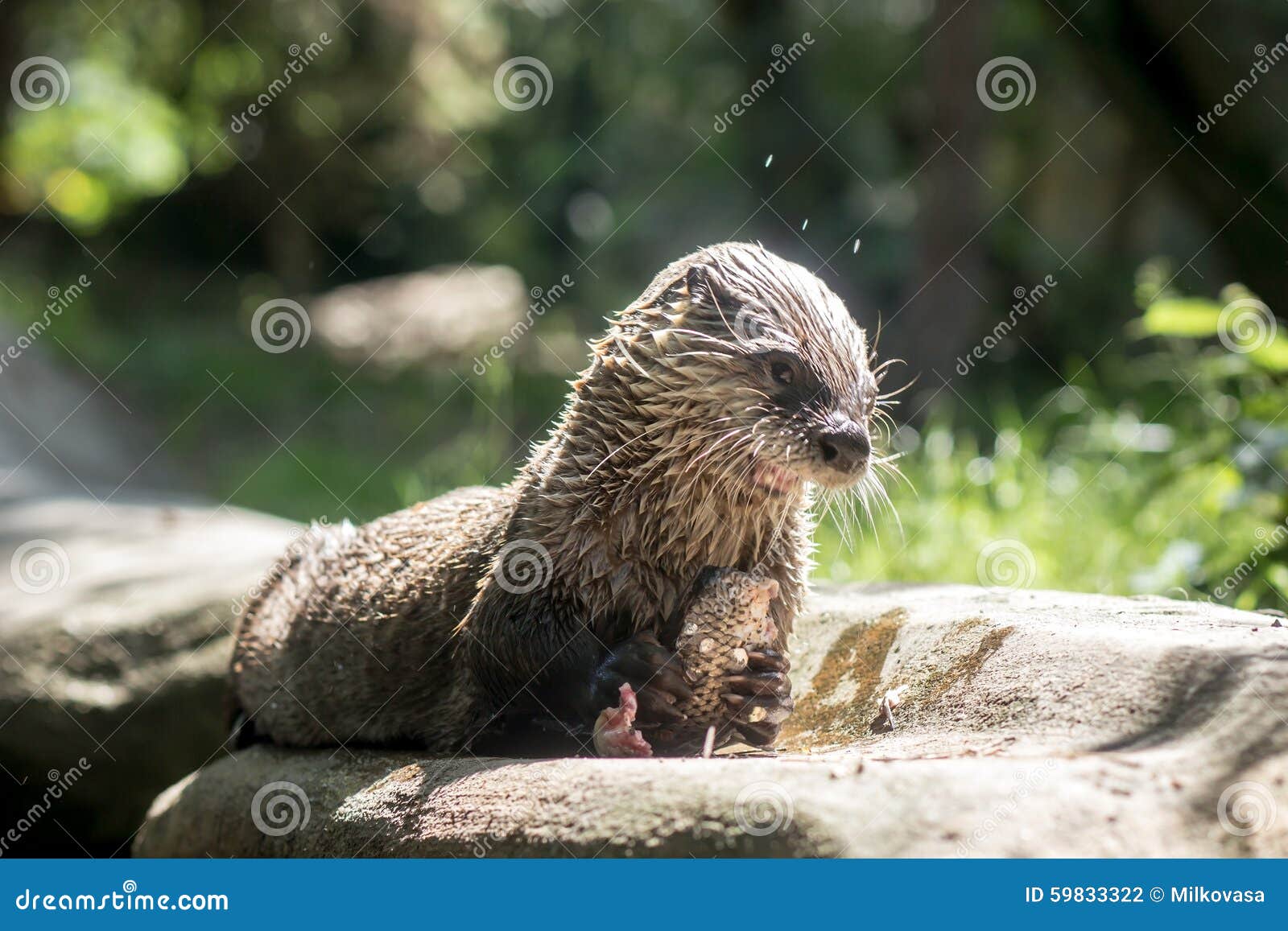 Otter (Lontra canadensis) stock photo. Image of environment - 59833322