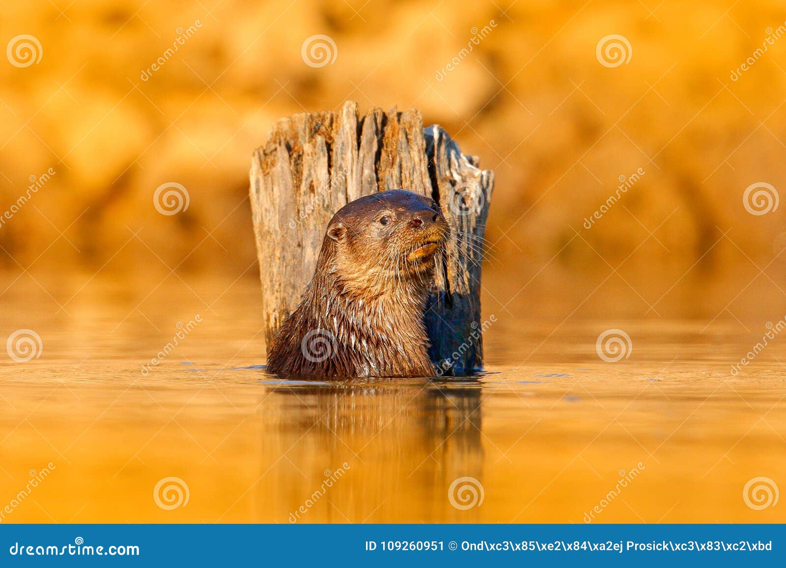 otter in orange evening light water. giant otter, pteronura brasiliensis, portrait in the river water level, rio negro, pantanal,