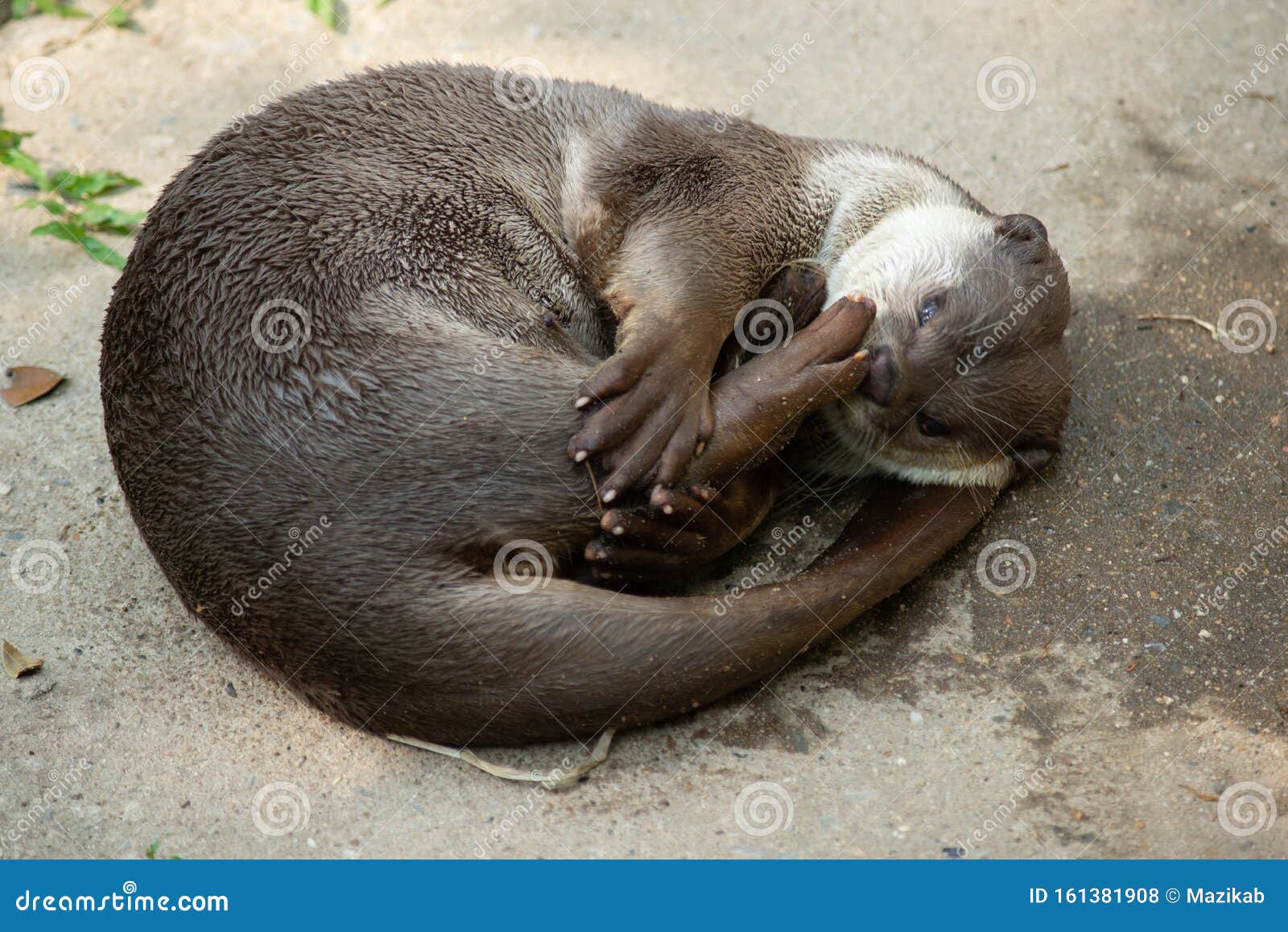 Otter stock photo. Image of looking, exotic, hunter 161381908