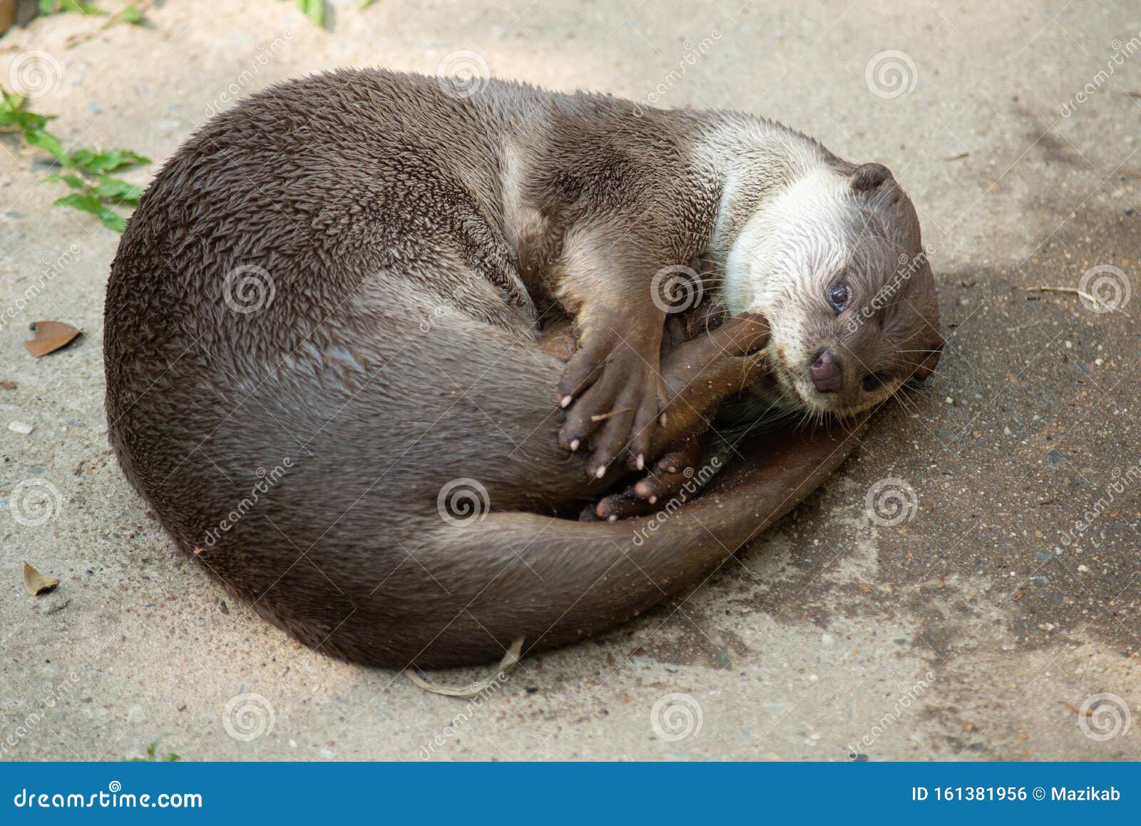 Otter stock photo. Image of exotic, fish, lutra, natural 161381956