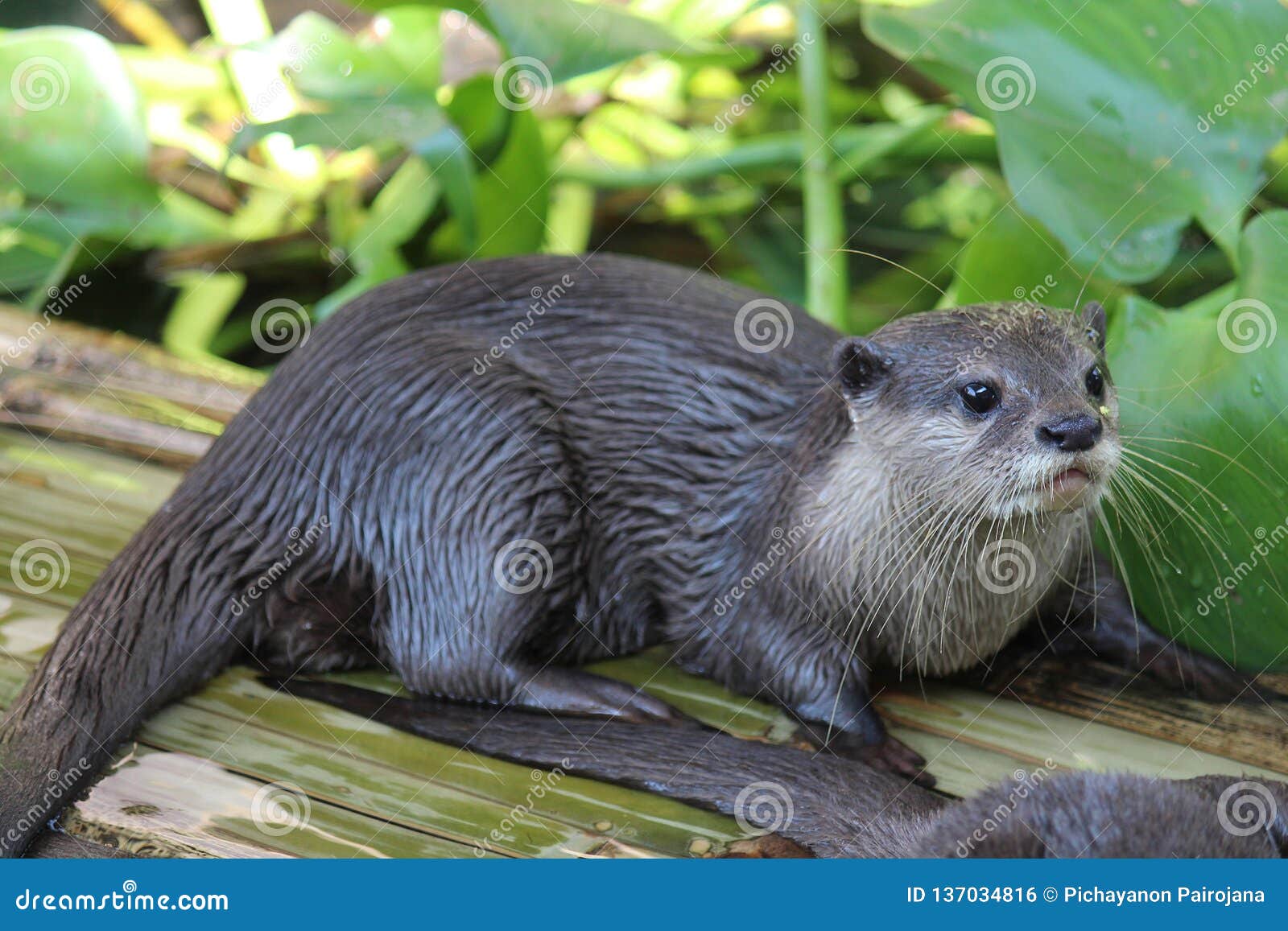 Otter, See it in KHON KAEN Zoo. Stock Photo - Image of background, mammal:  137034816