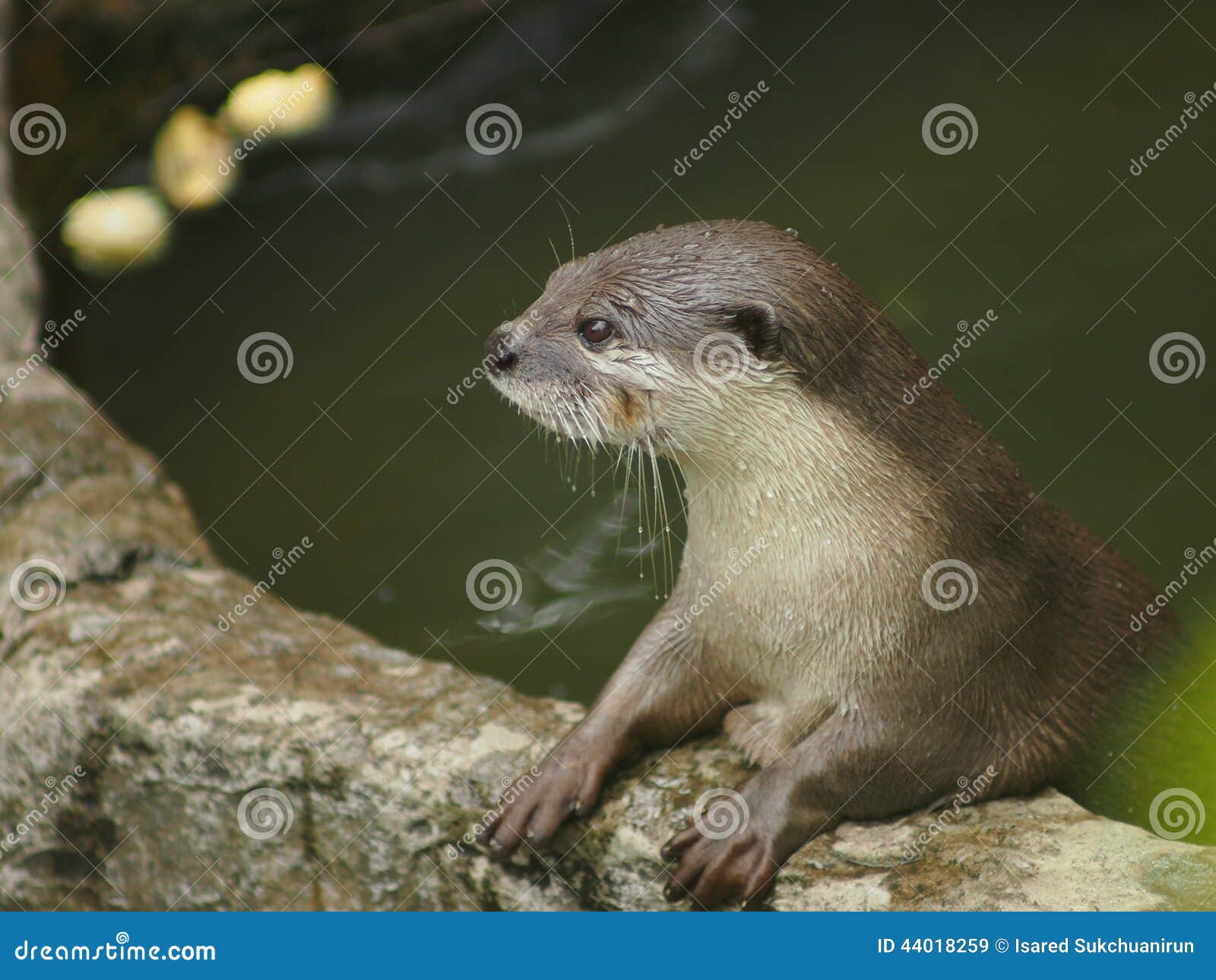 The otter in the zoo stock image. Image of adorable, panorama 44018259